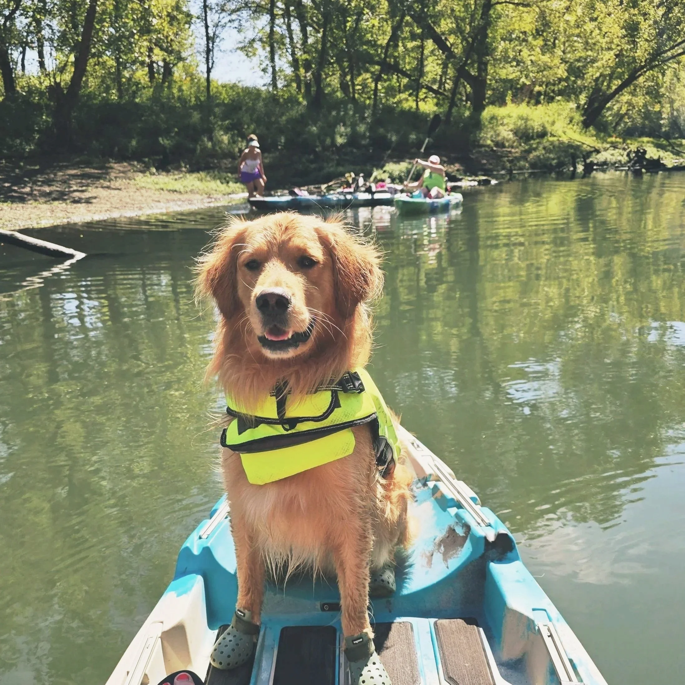 Golden retriever dog wearing a yellow life vest sitting on a kayak, with people kayaking on a river in the background surrounded by green trees.