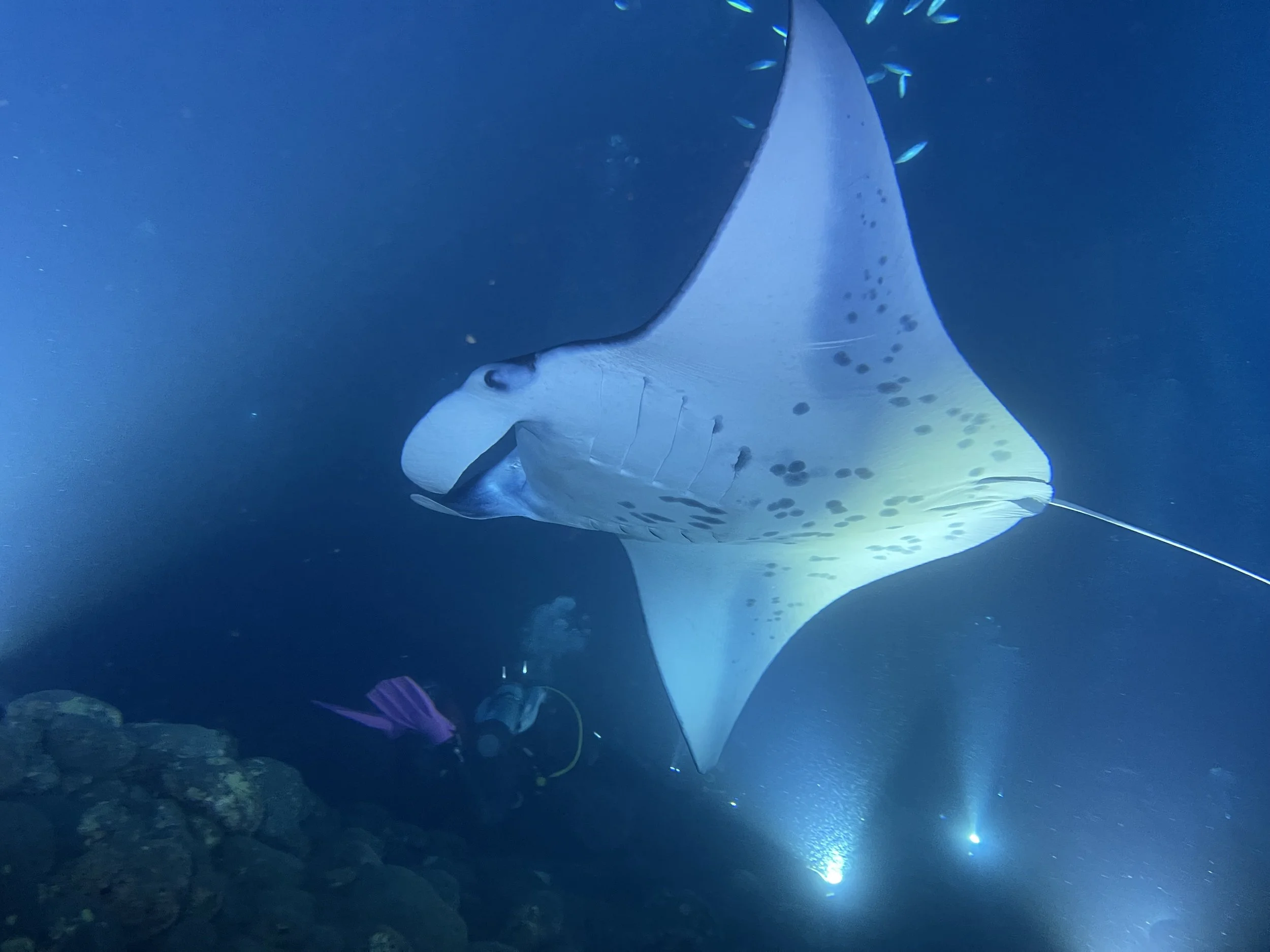 Night Diving with Manta Rays in Kona! 