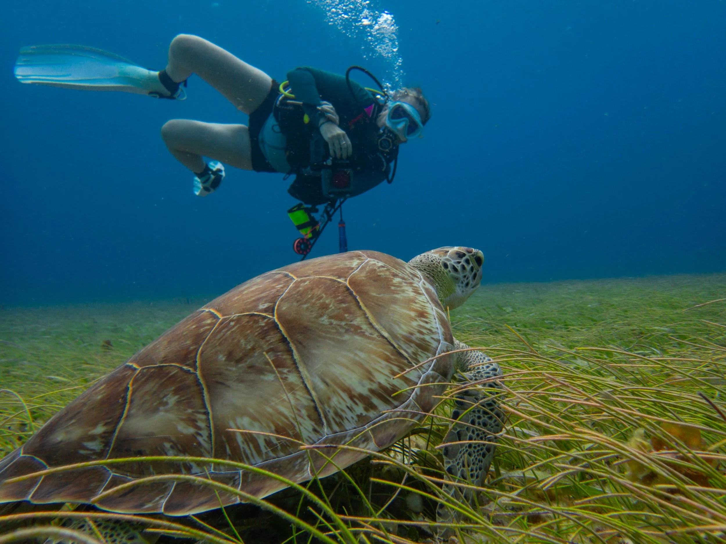 Chelsea Stobaugh scuba diving underwater next to a large sea turtle on a grassy ocean floor near Cozumel.