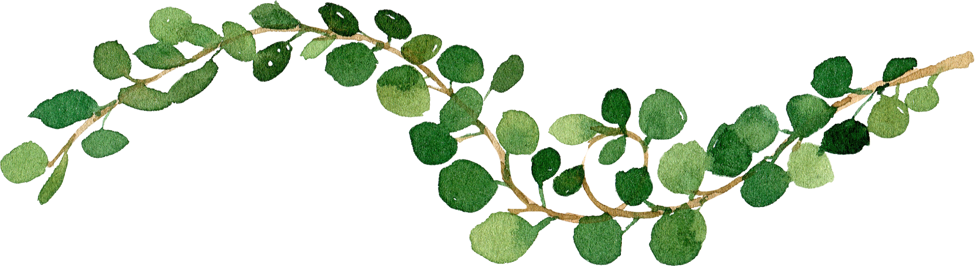 Watercolor illustration of a leafy green branch with numerous rounded leaves.