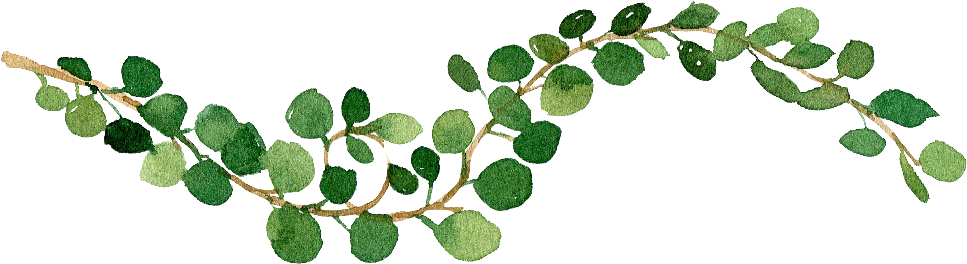 Watercolor illustration of a green leafy vine branch with round leaves.