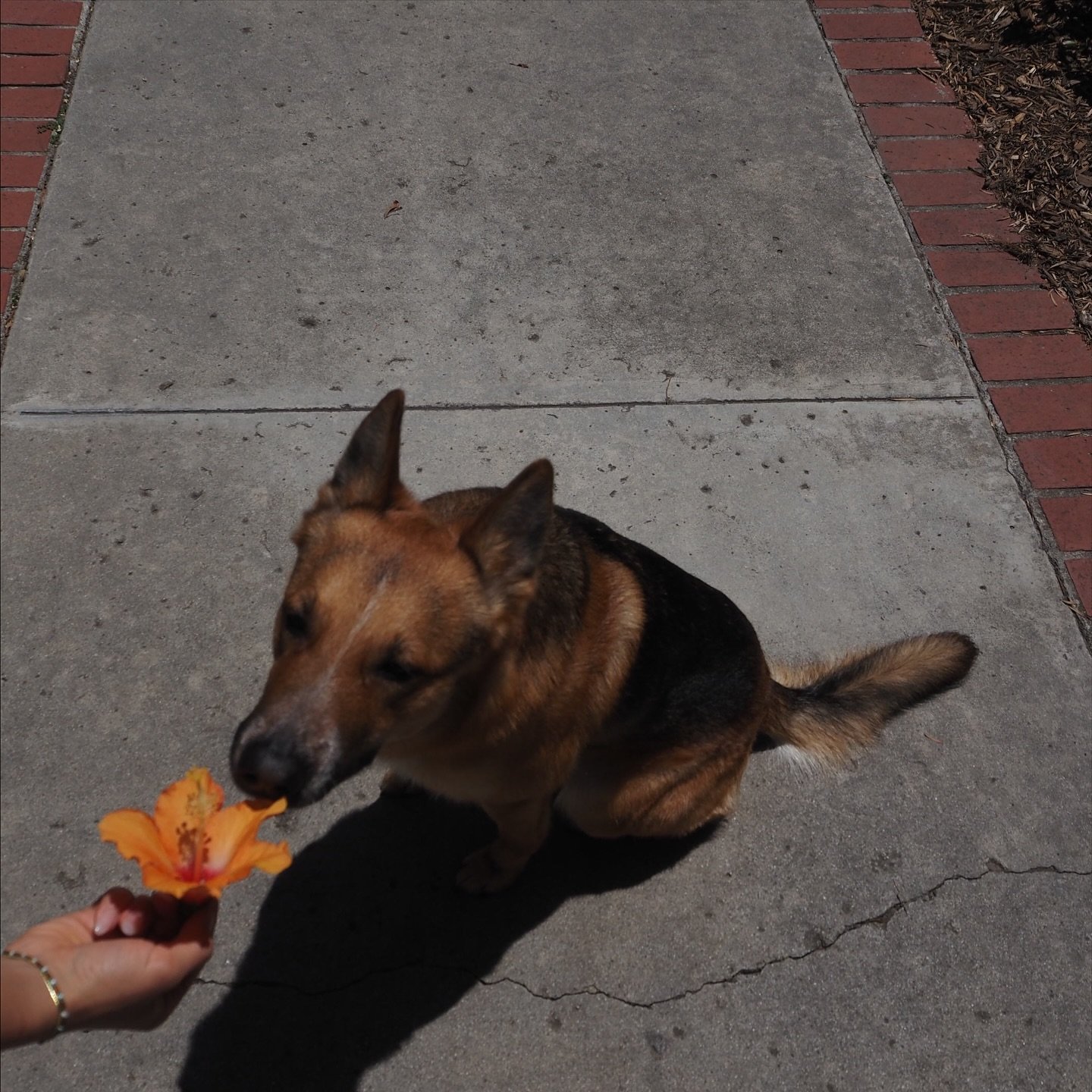 art, dogs, sunsets, flowers