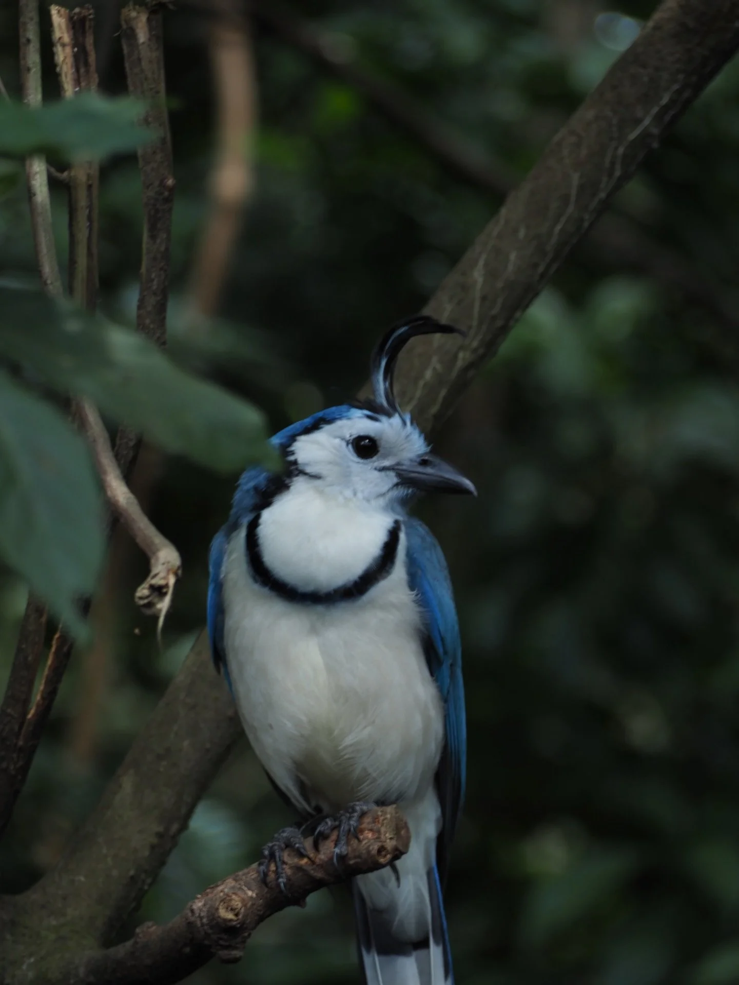 Some camera work😮&zwj;💨

#olympusphotography #animalphotography #costarica #birds