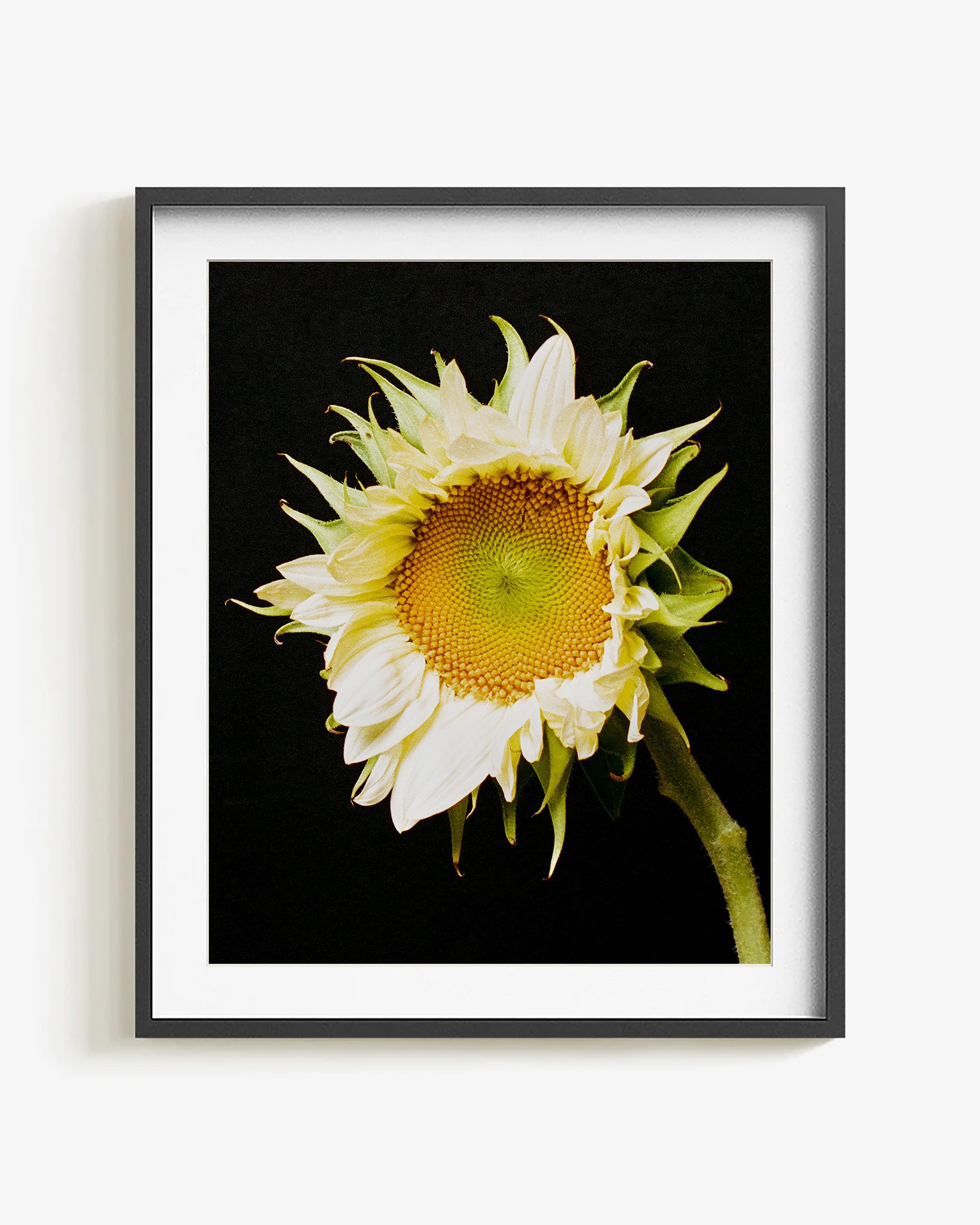 Mark Short_Sunflower IV_frame.jpg