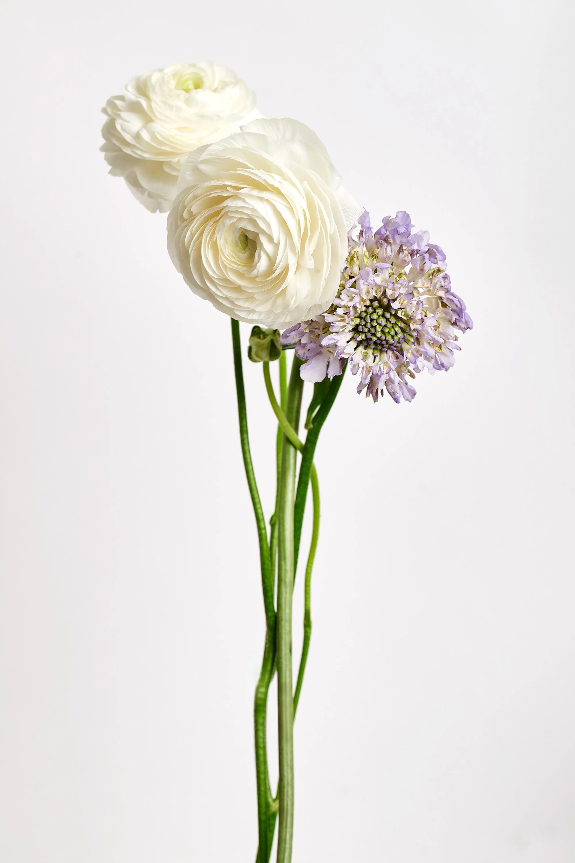 Mark Short_Ranunculus.jpg