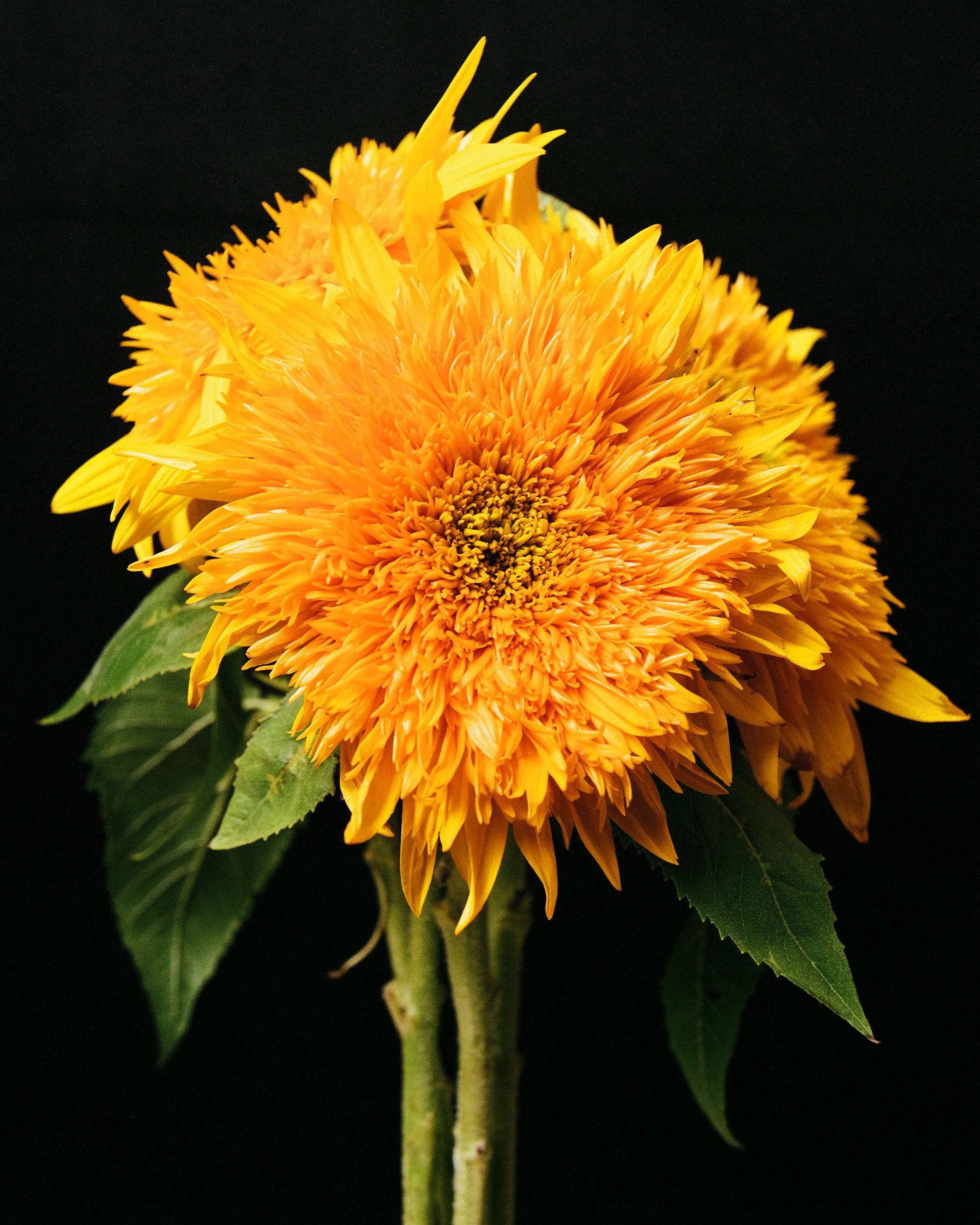 Mark Short_Sunflower III.jpg