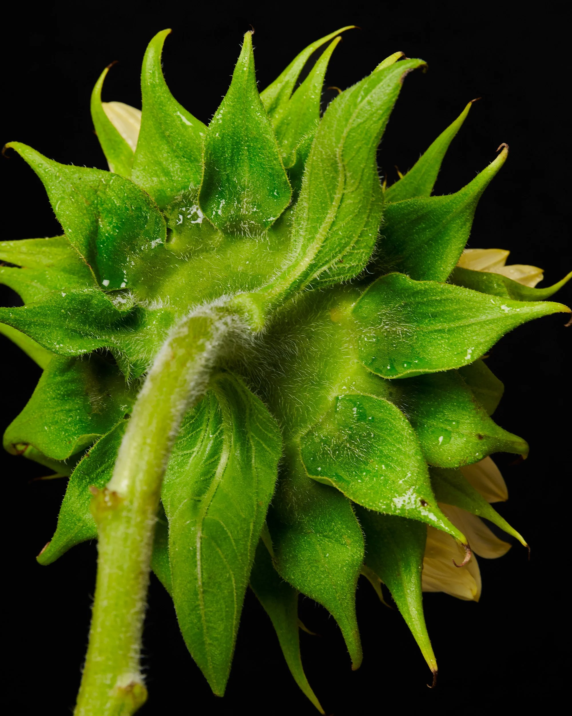 Mark Short_Sunflower I.jpg