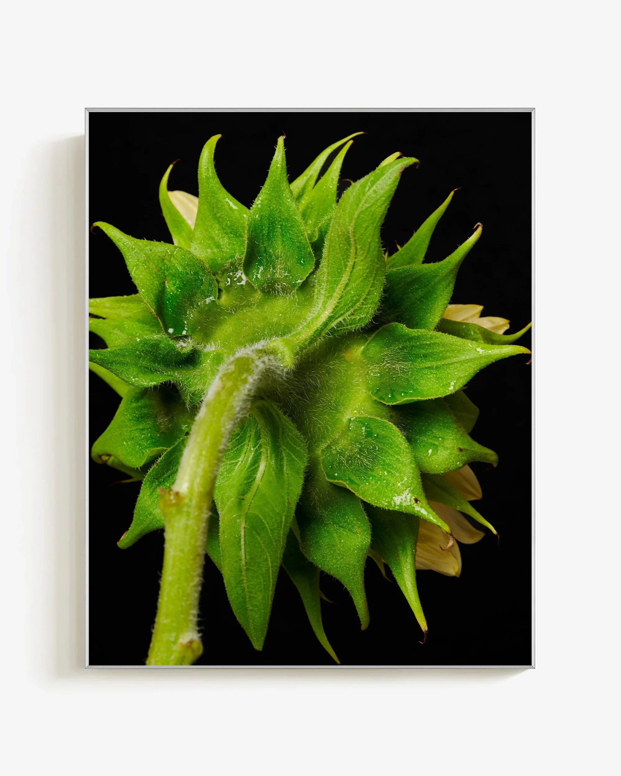 Mark Short_Sunflower I_silverframe.jpg