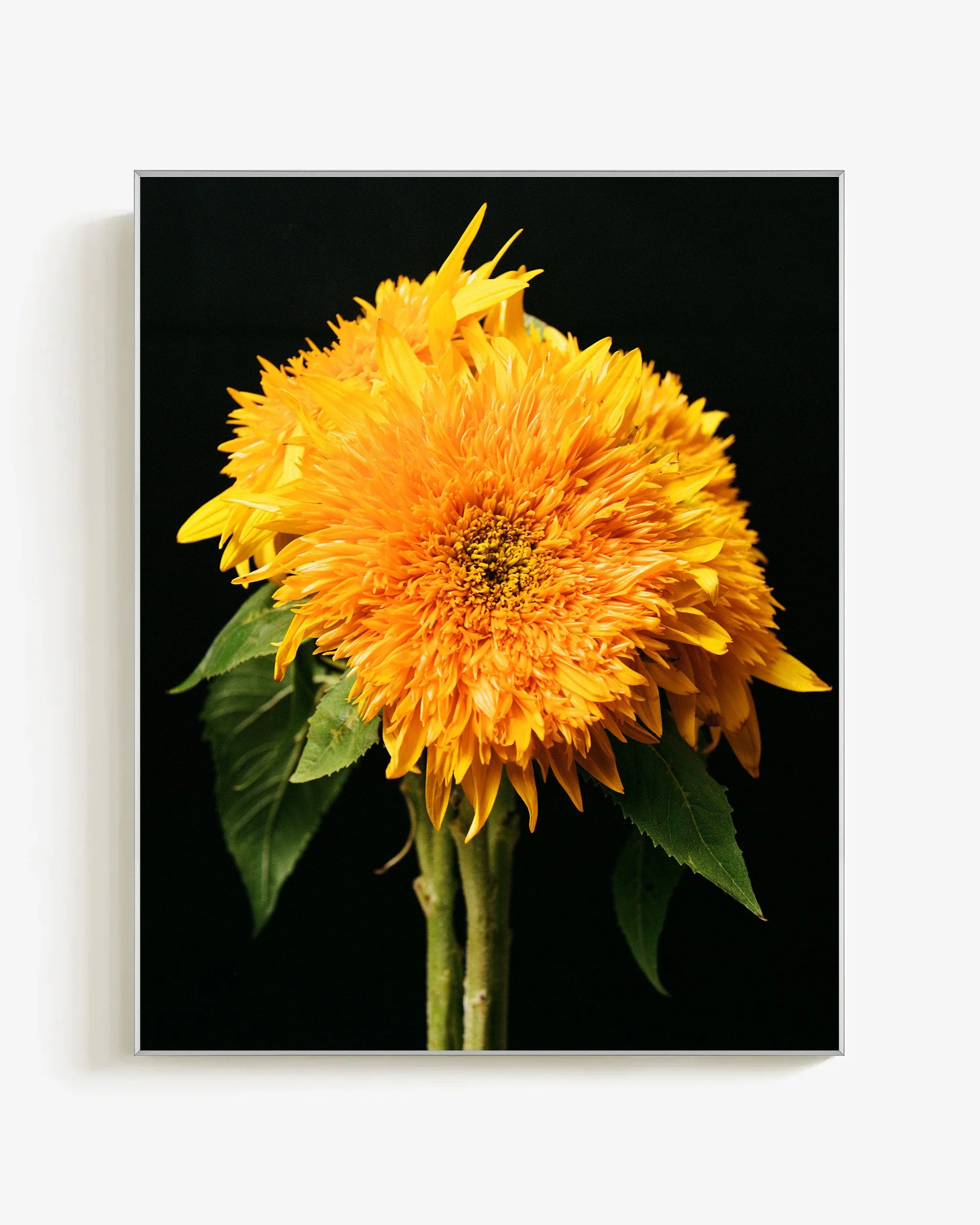 Mark Short_Sunflower III_silverframe.jpg