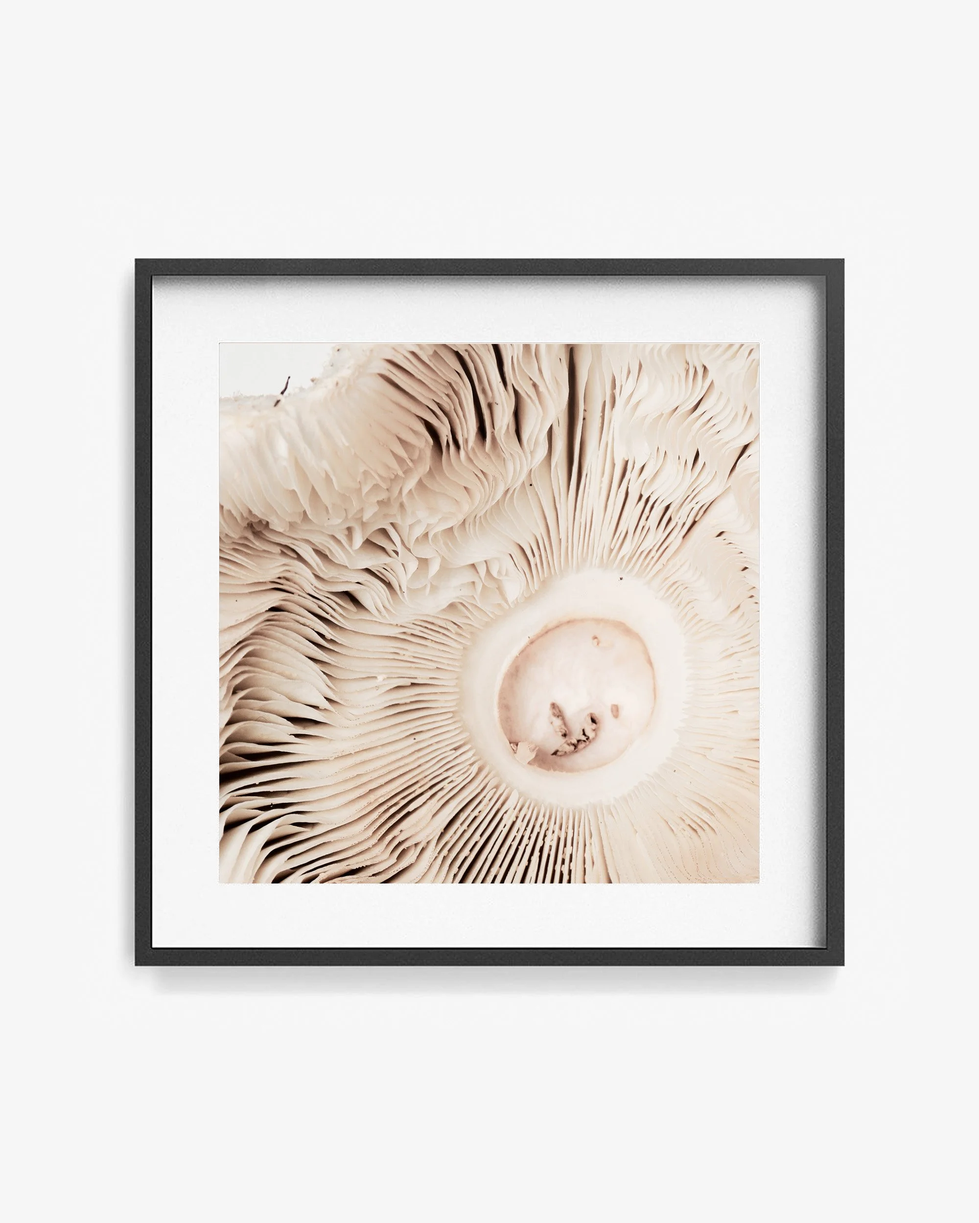 Mark Short_False Parasol_2_frame.jpg