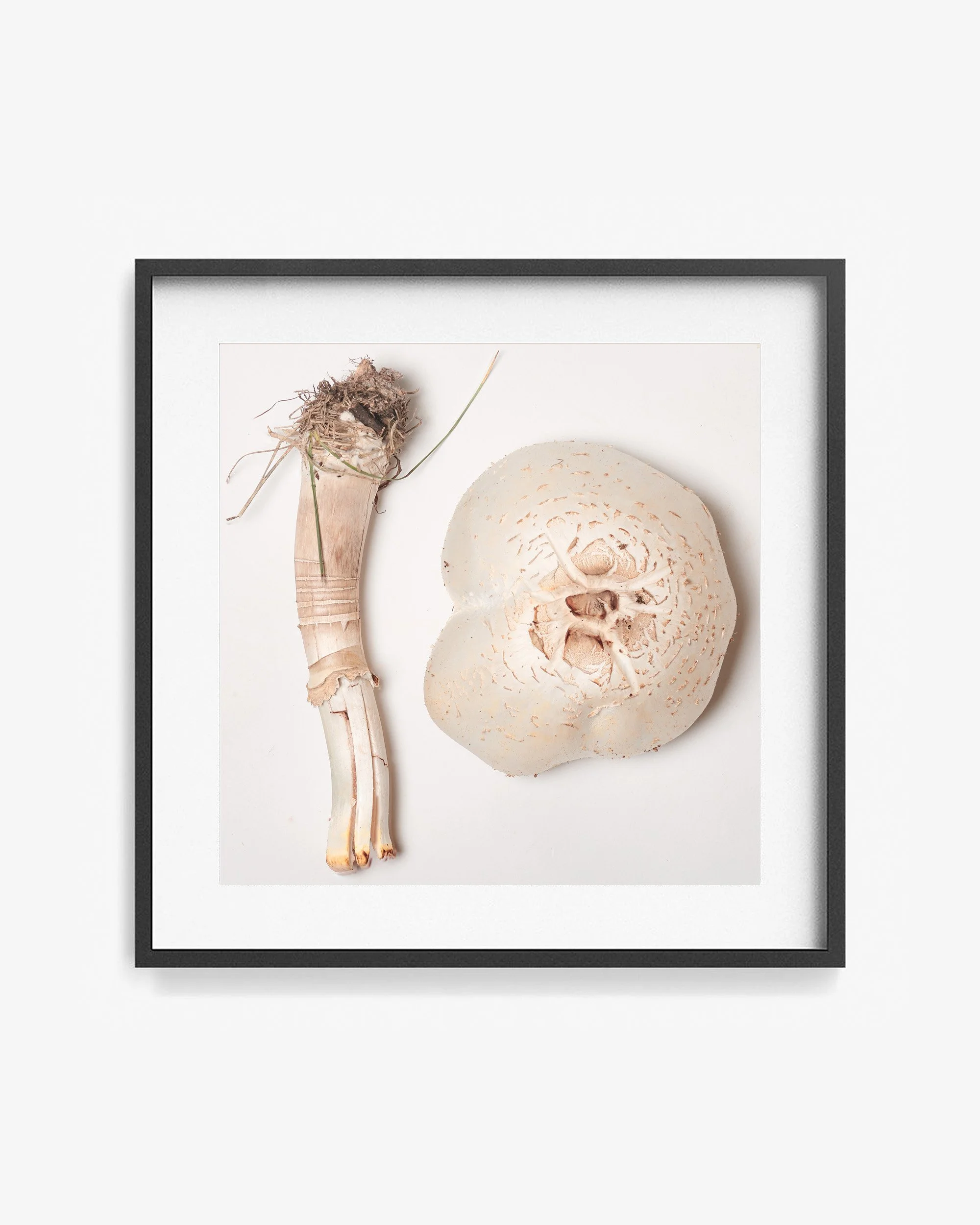 Mark Short_False Parasol_1_frame.jpg