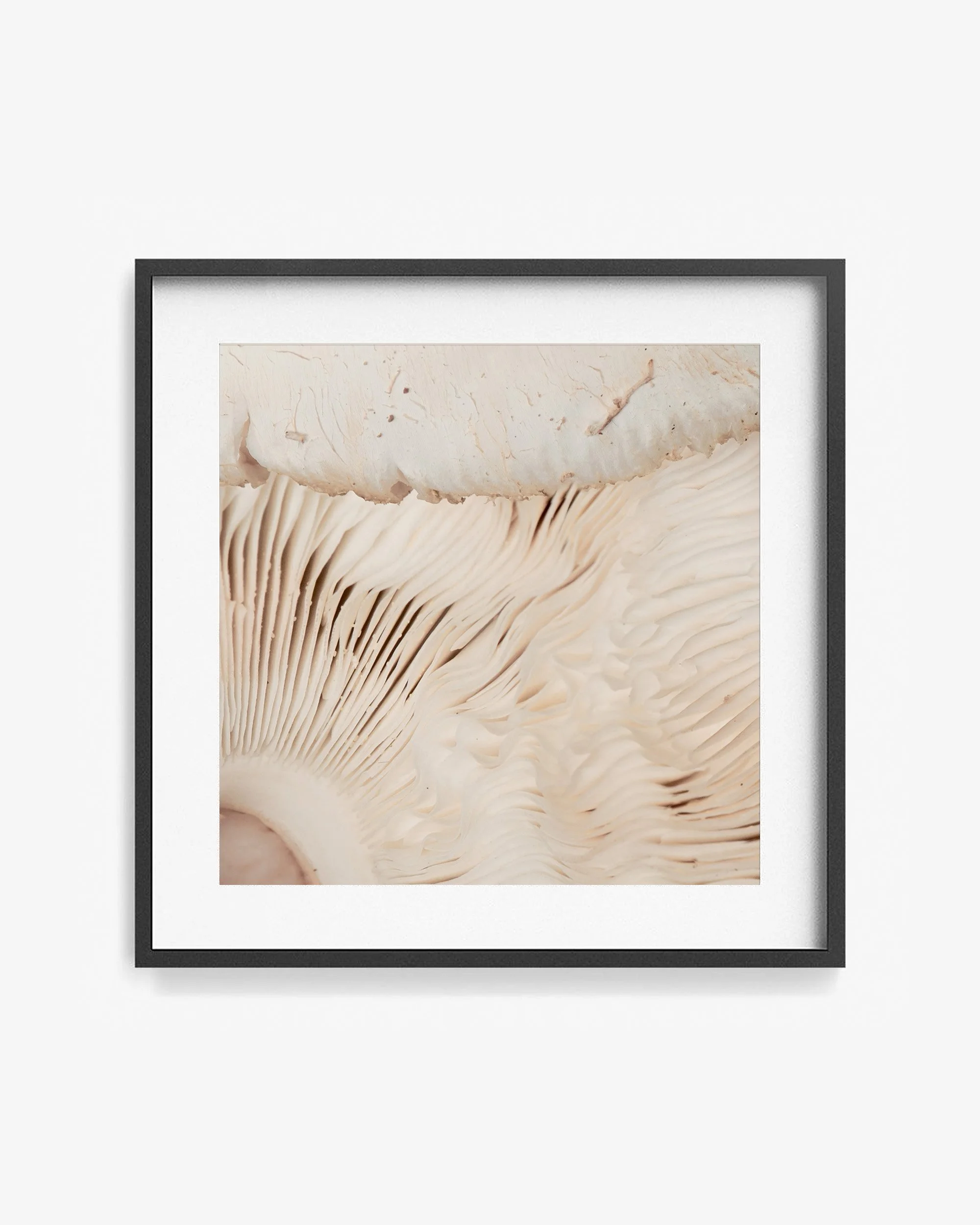 Mark Short_False Parasol_3_frame.jpg