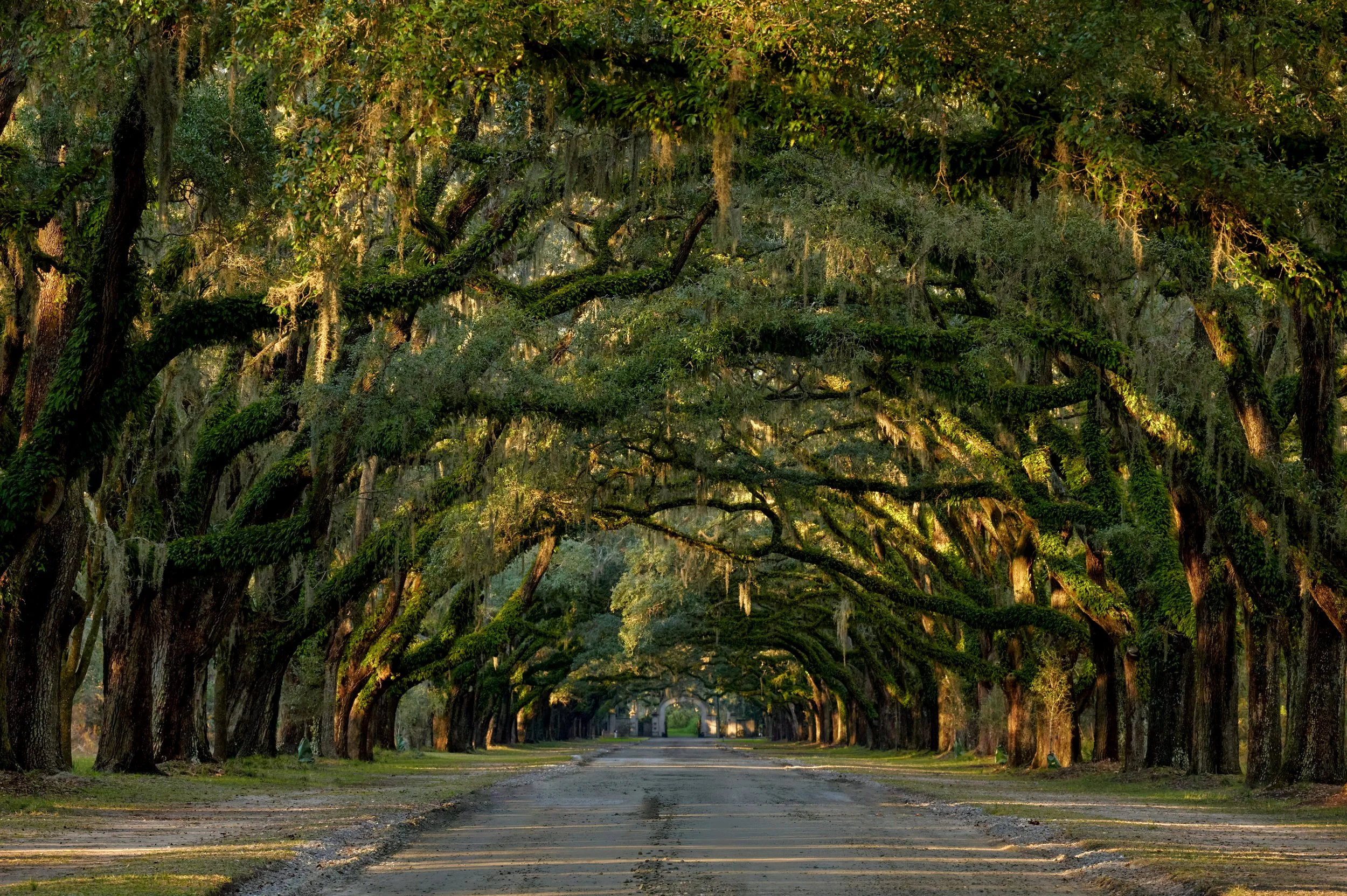 Untitled (Canopy Road)