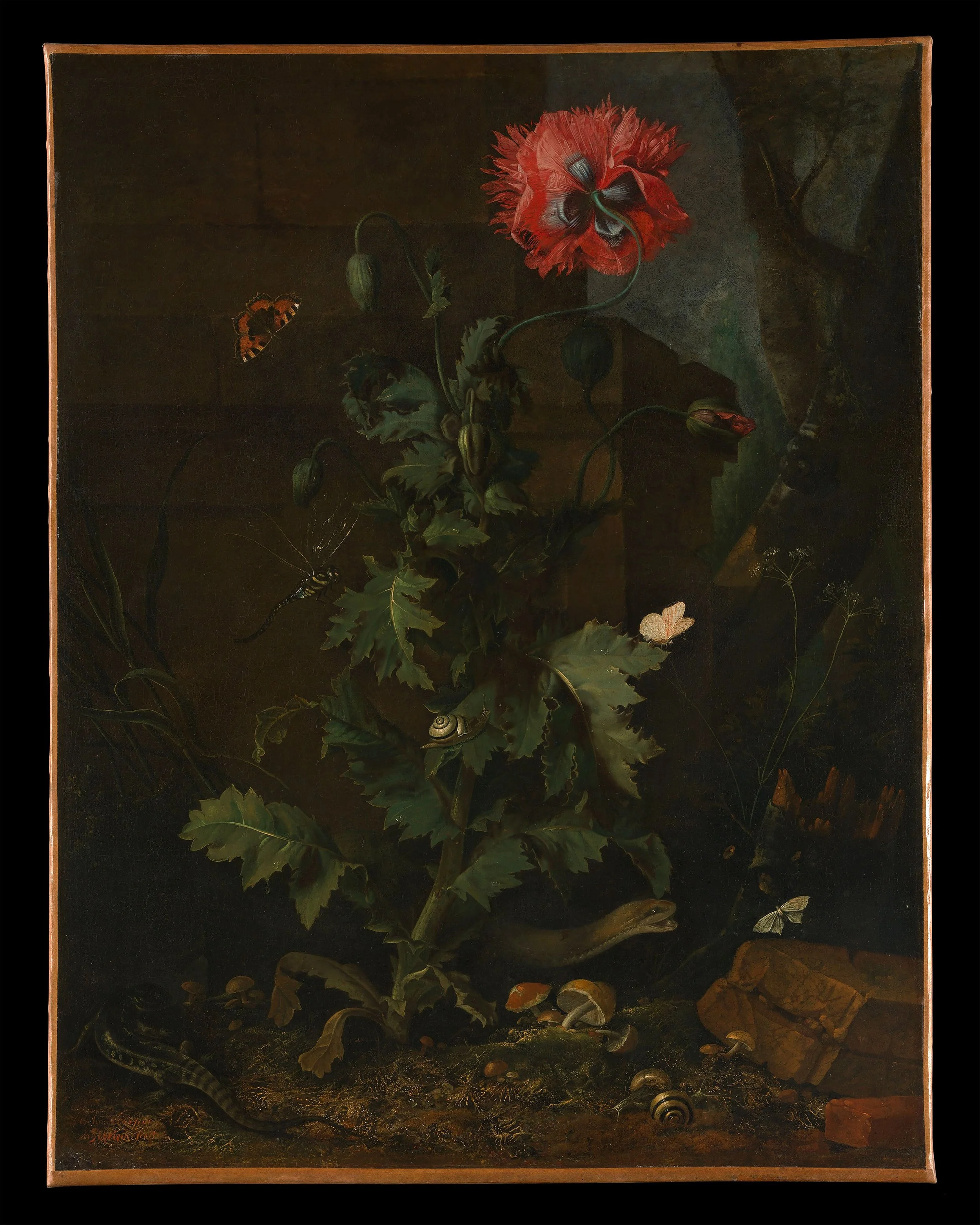 Poppy, Insects, and Reptiles