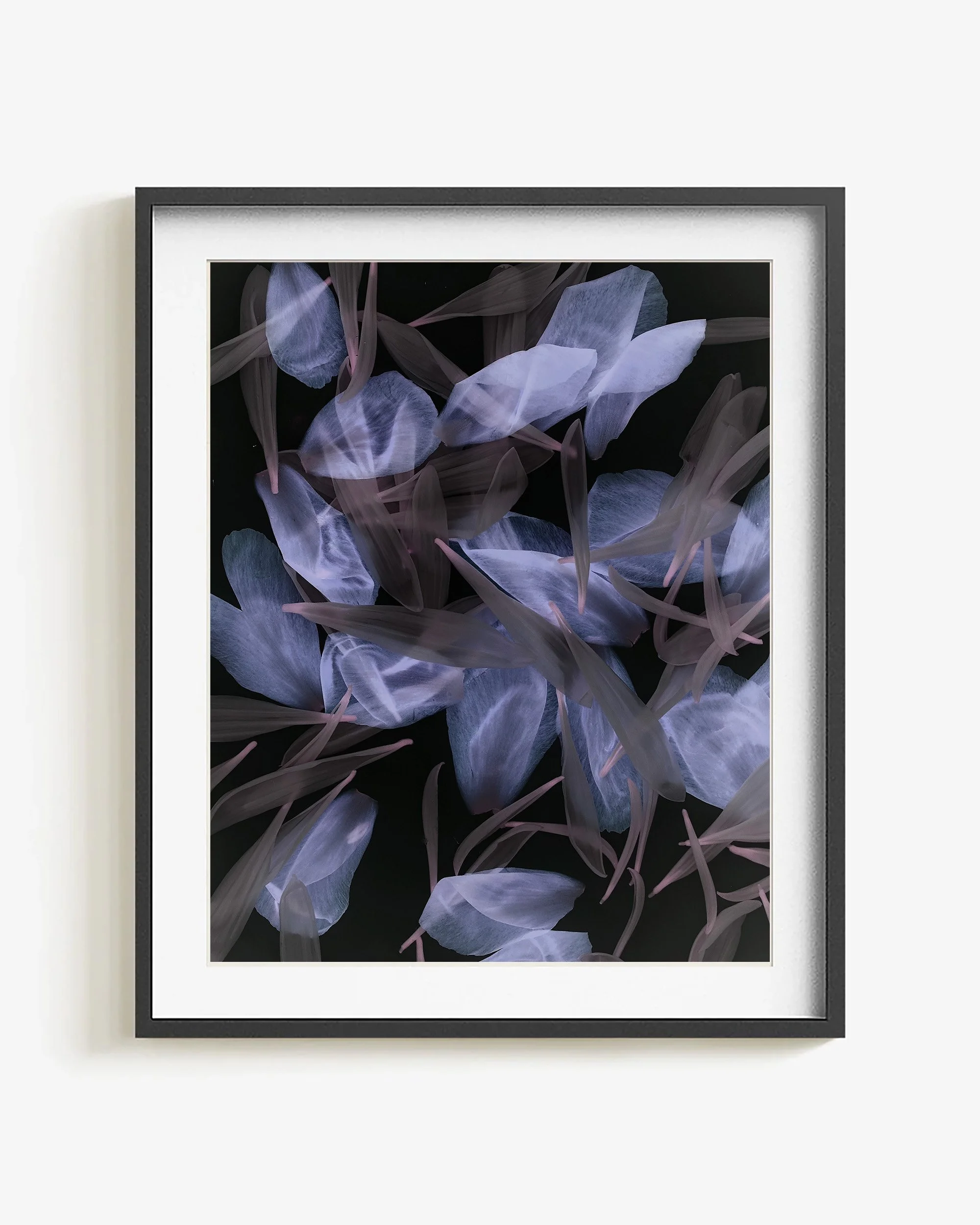 Negative II - Petals