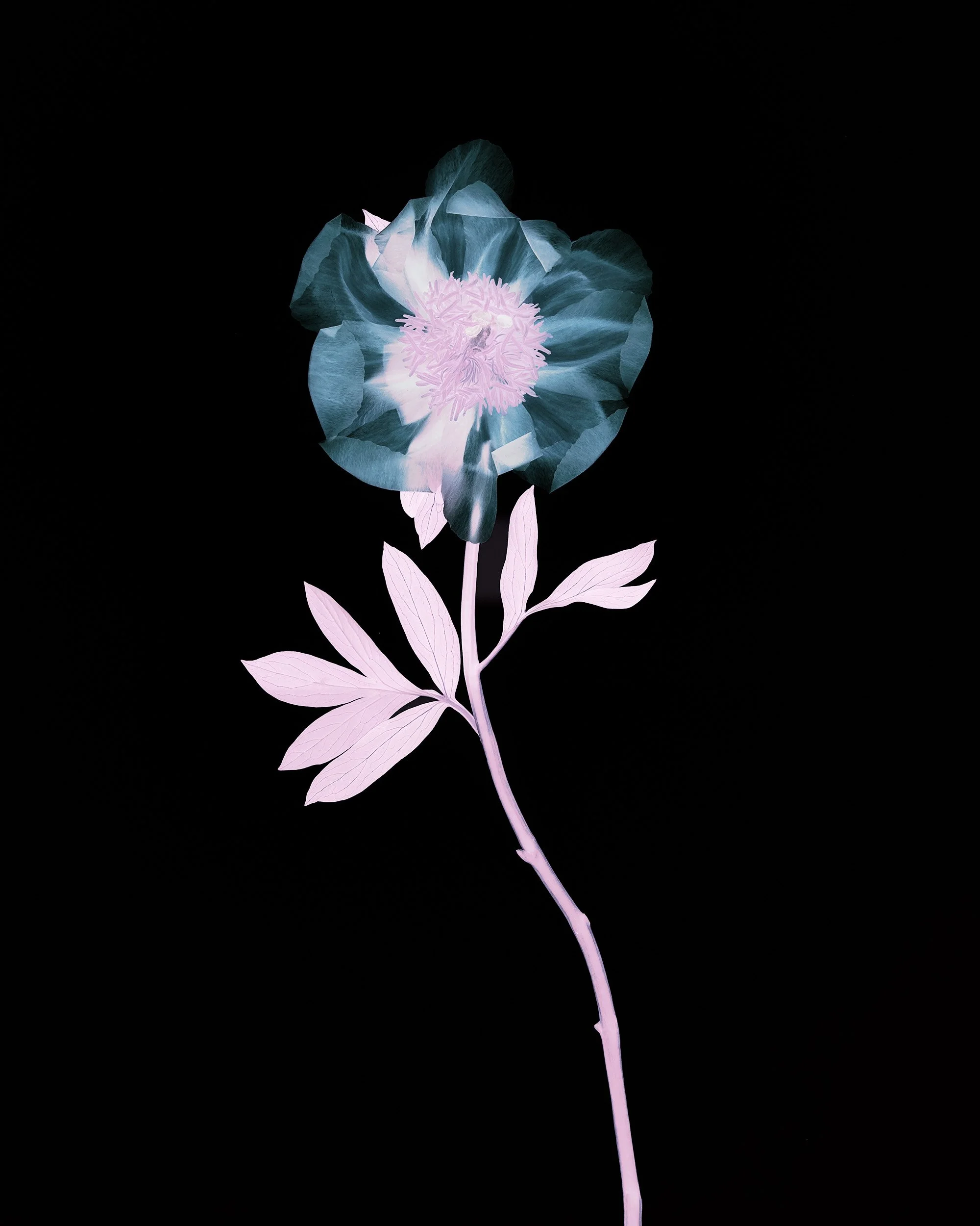 Negative III_Mgs.jpg