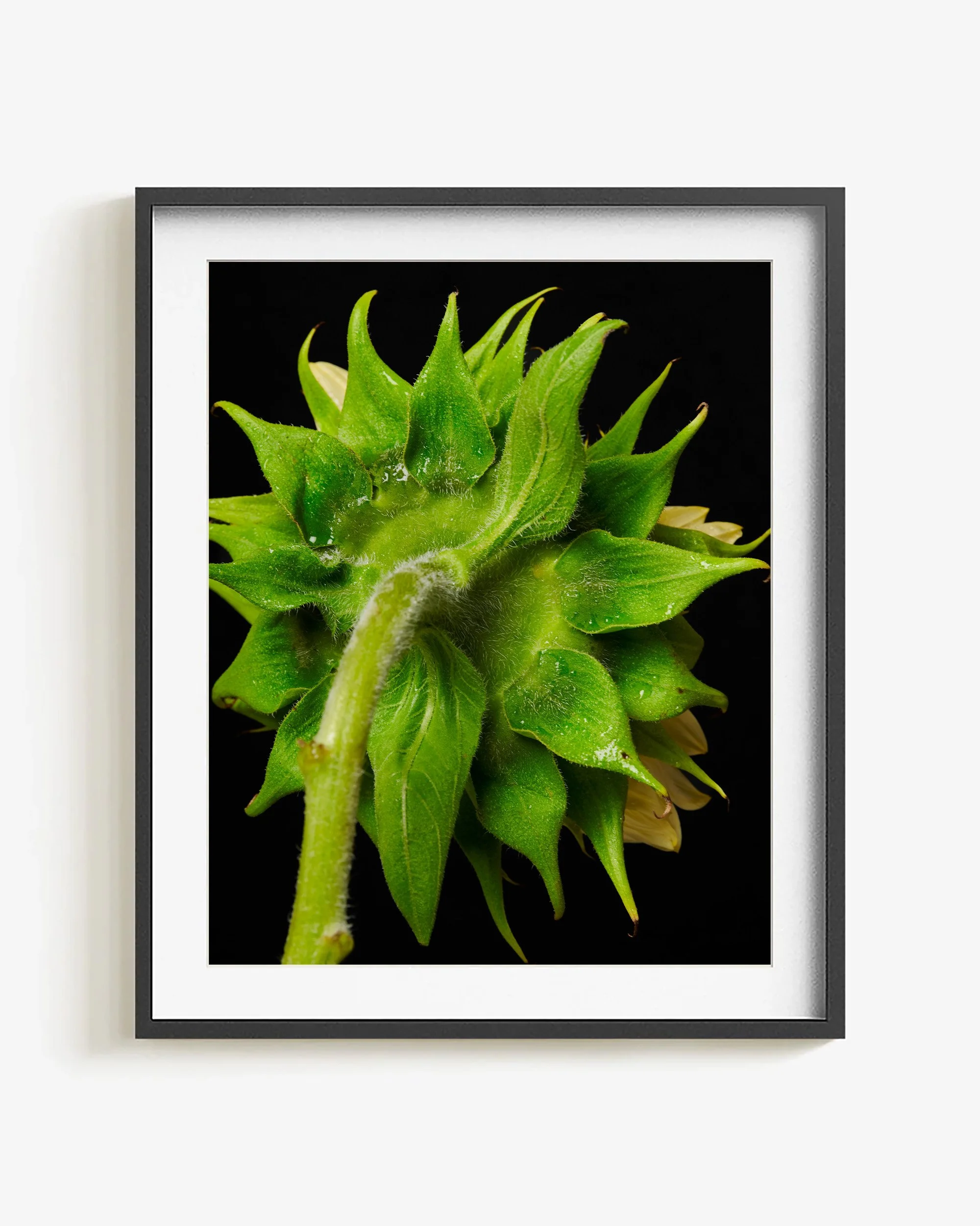 Mark Short_Sunflower I_frame.jpg