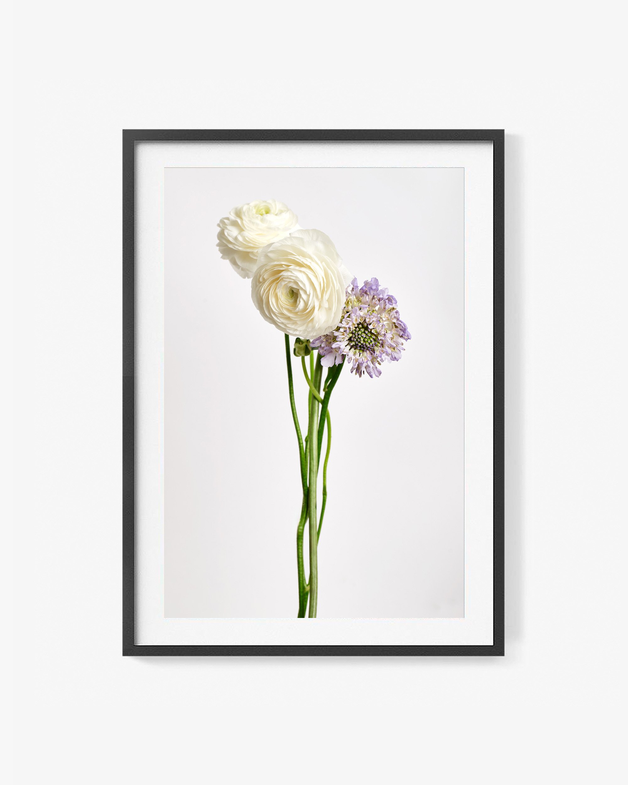 Ranunculus & Scabiosa