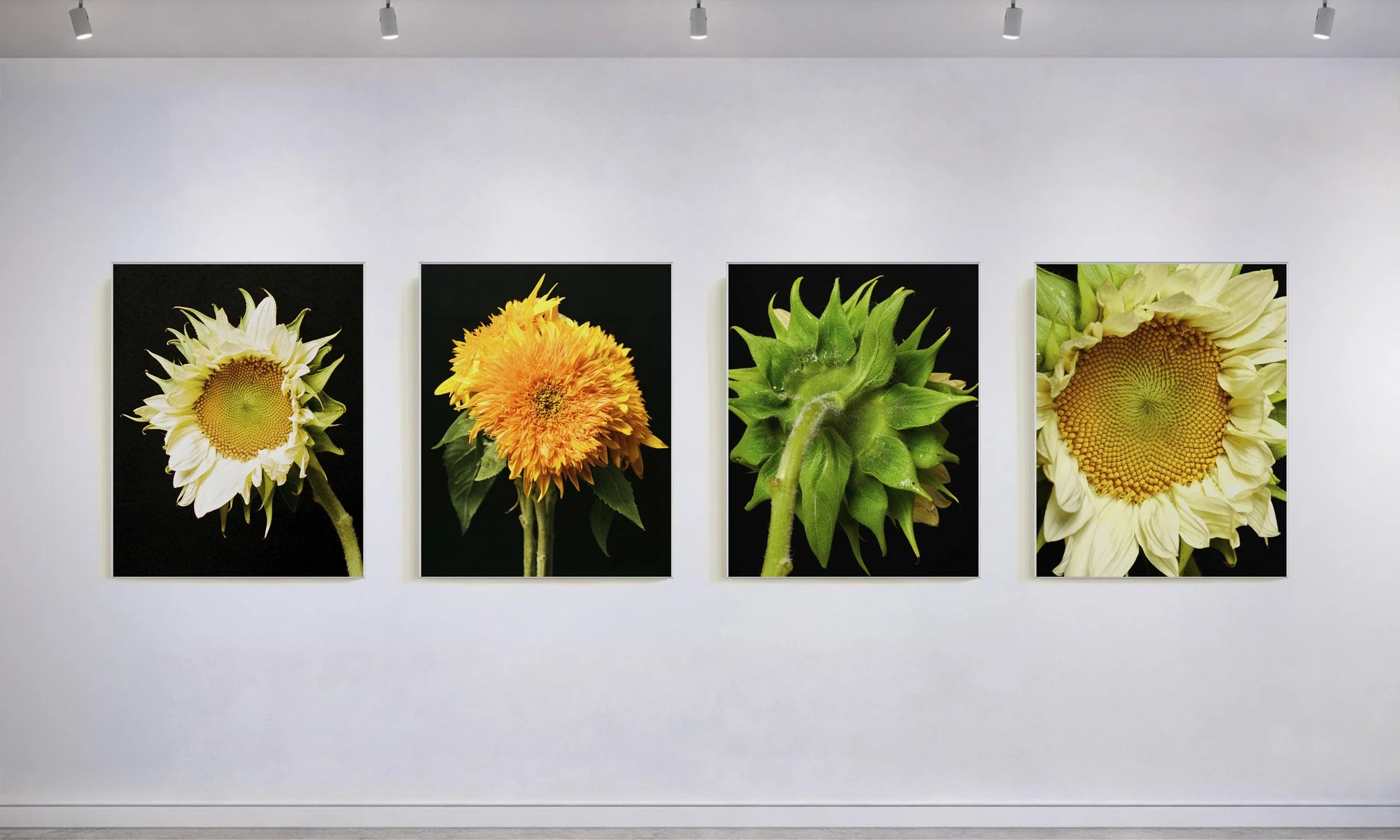 MARK SHORT - SUNFLOWERS
