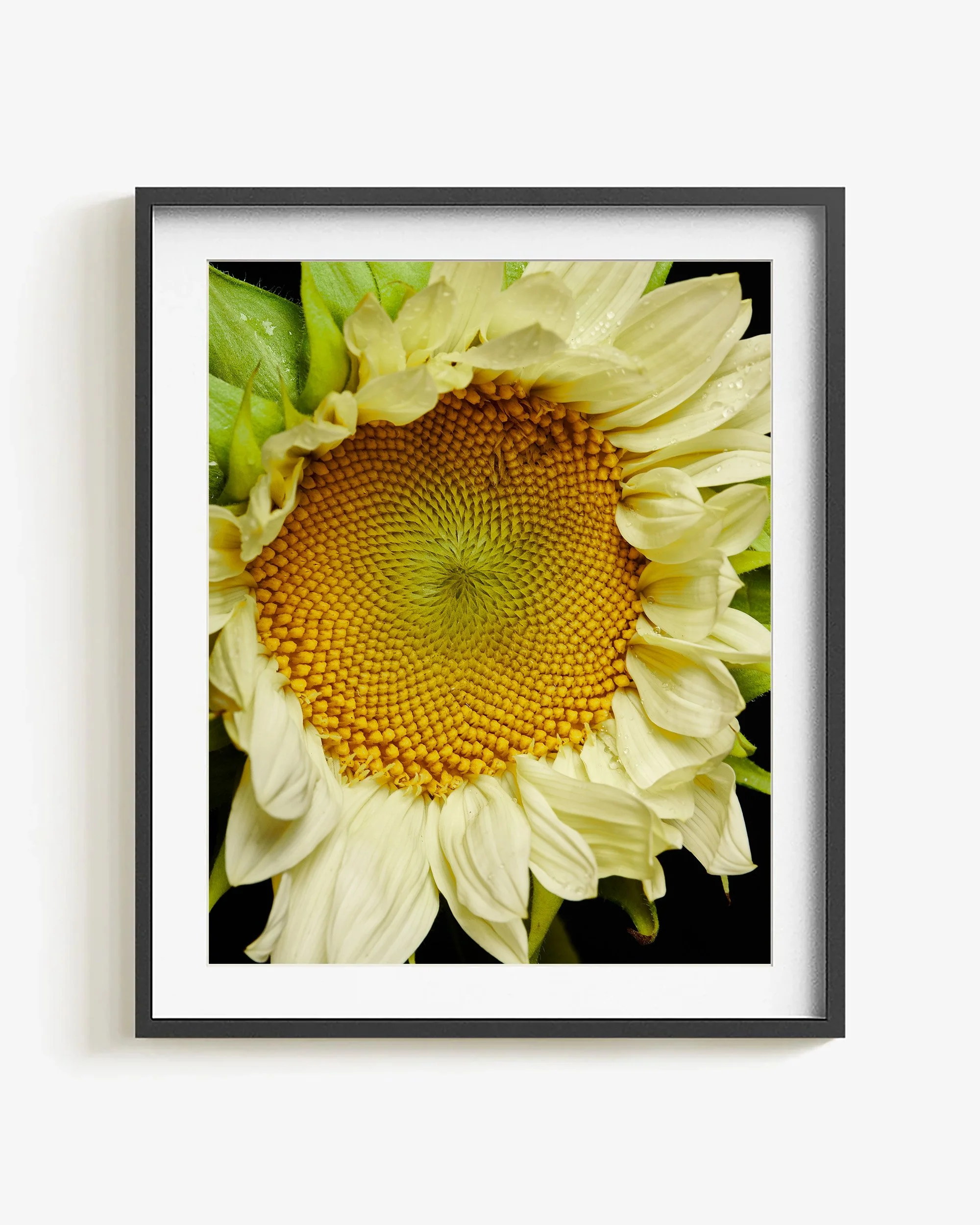 Mark Short_Sunflower II_frame.jpg