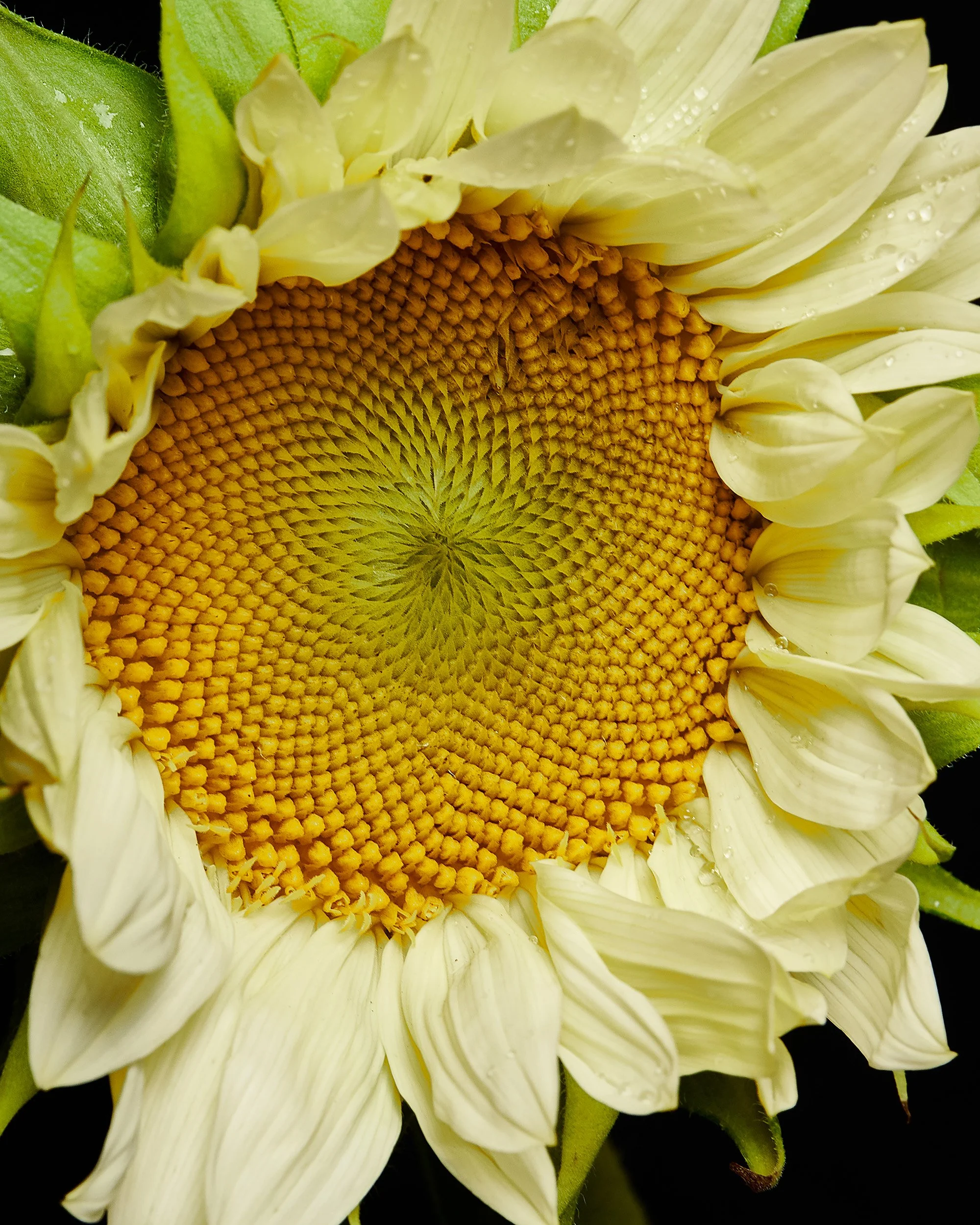 Mark Short_Sunflower II.jpg