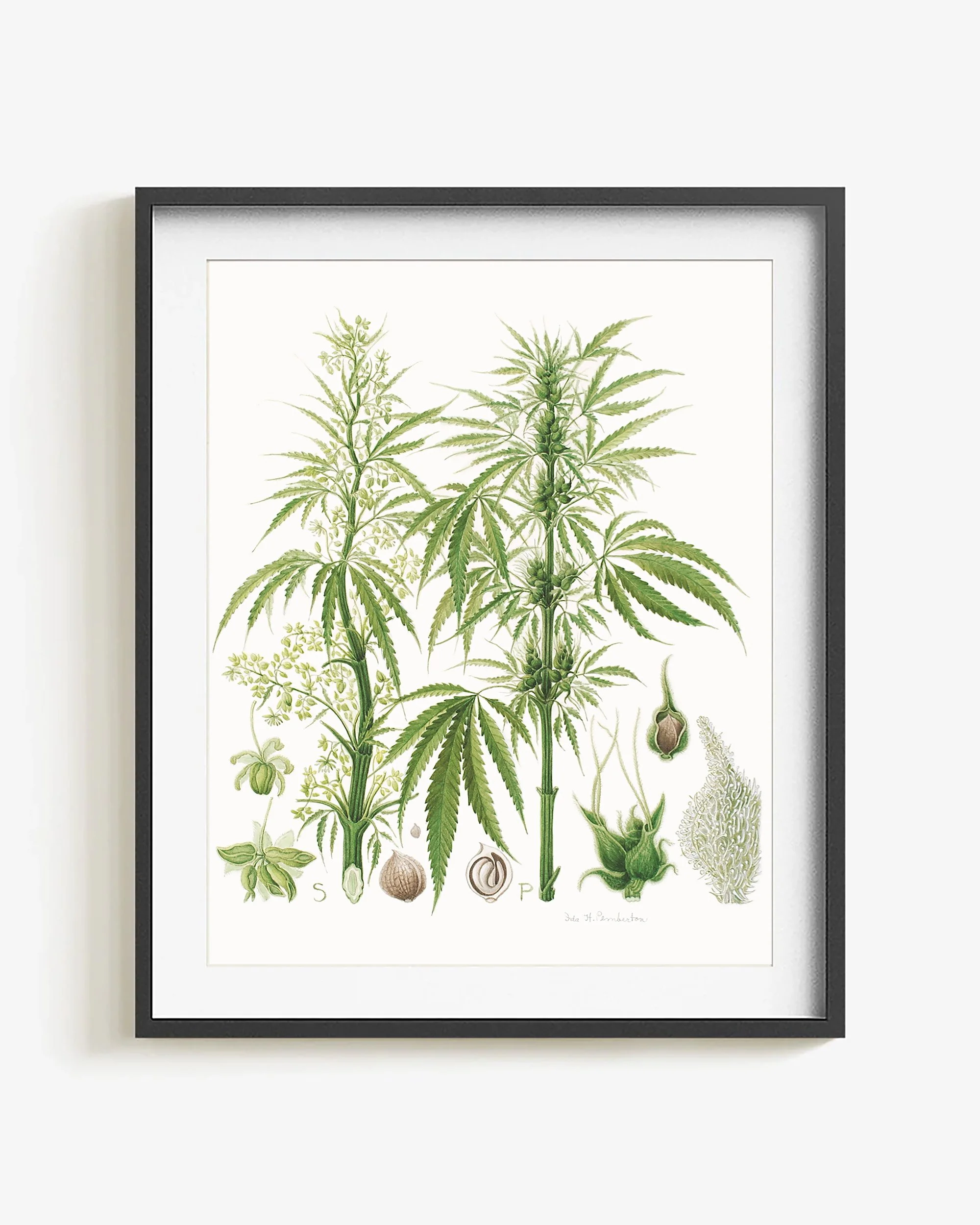 Cannabis Sativa