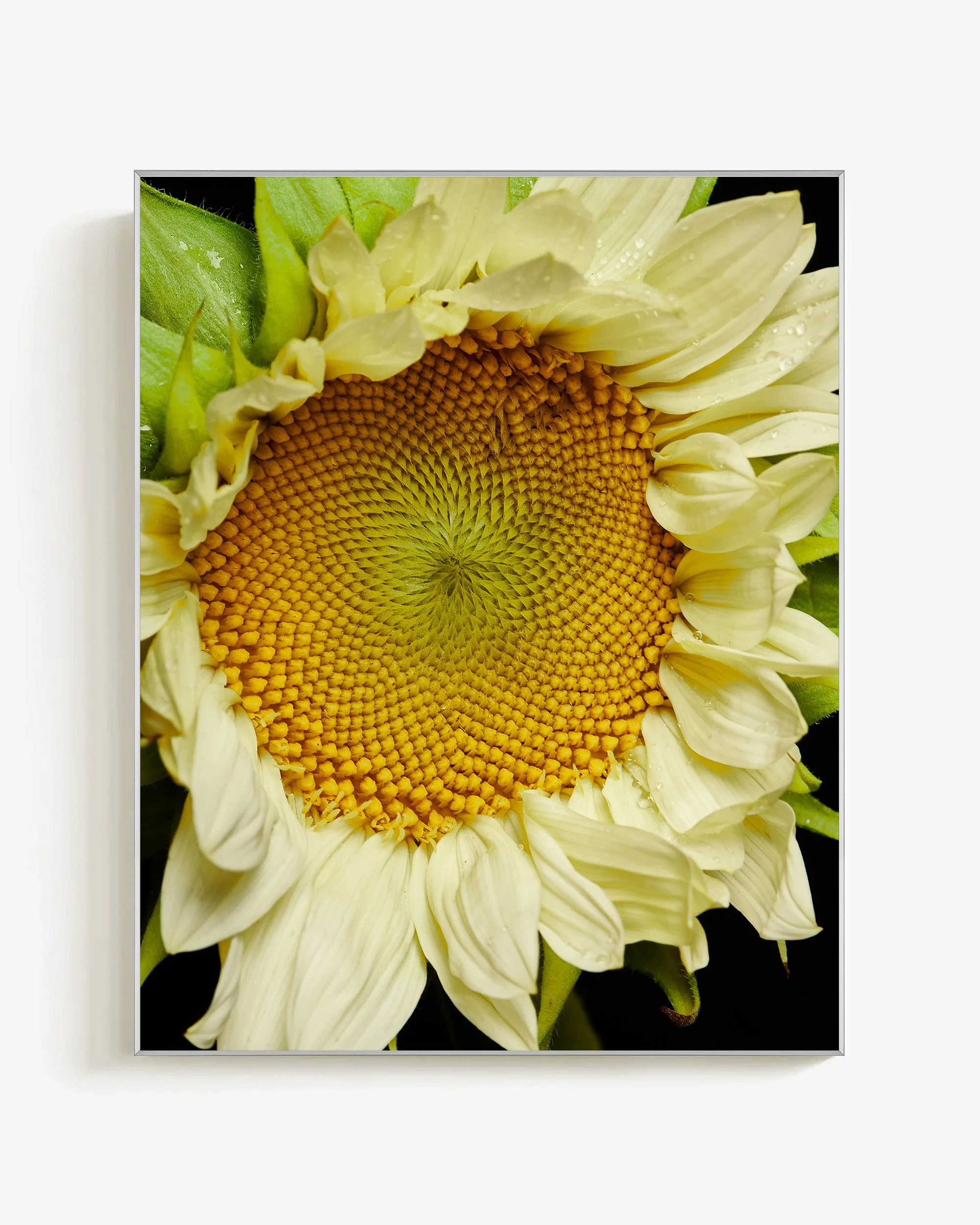 Mark Short_Sunflower II_silverframe.jpg