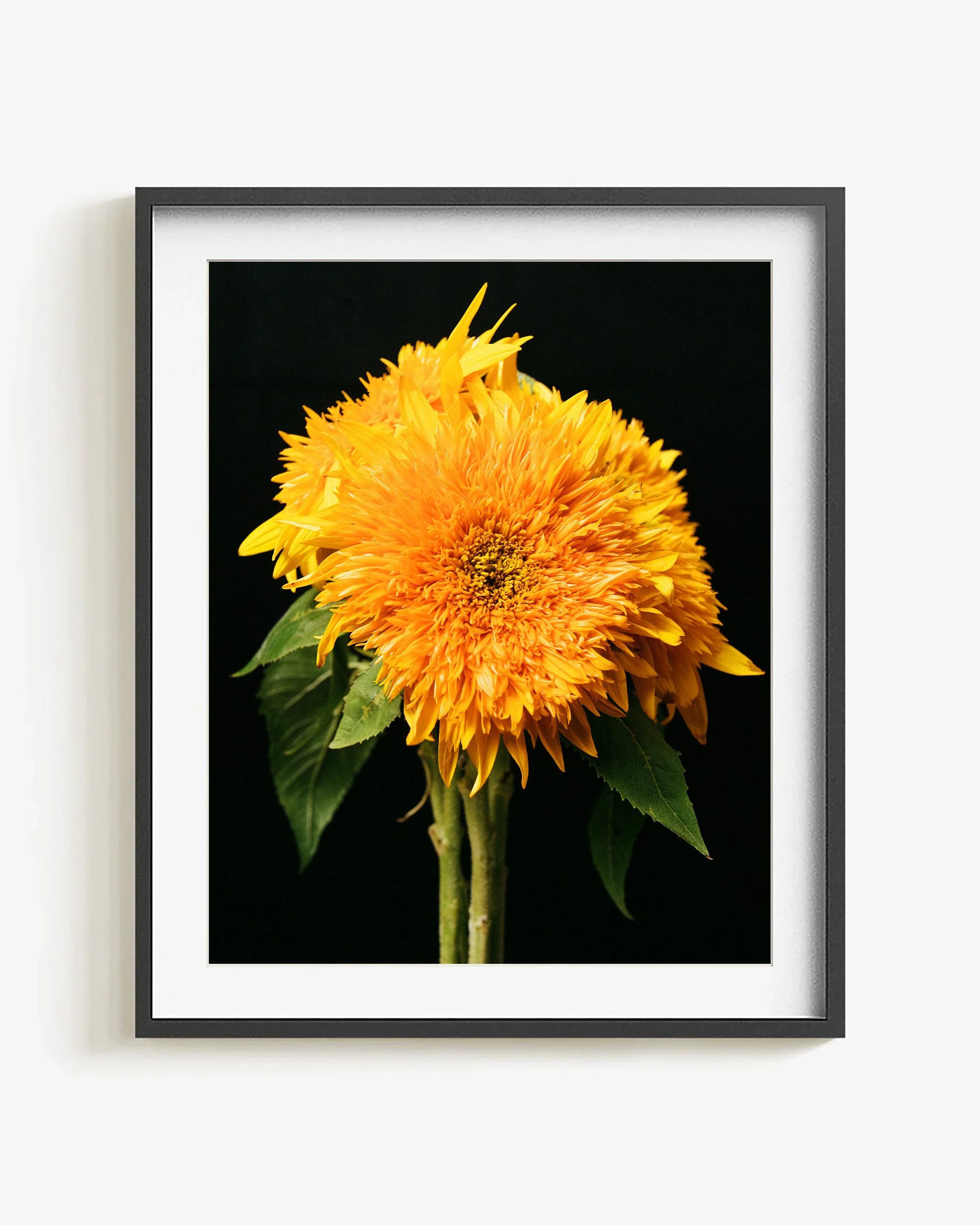 Mark Short_Sunflower III_frame.jpg