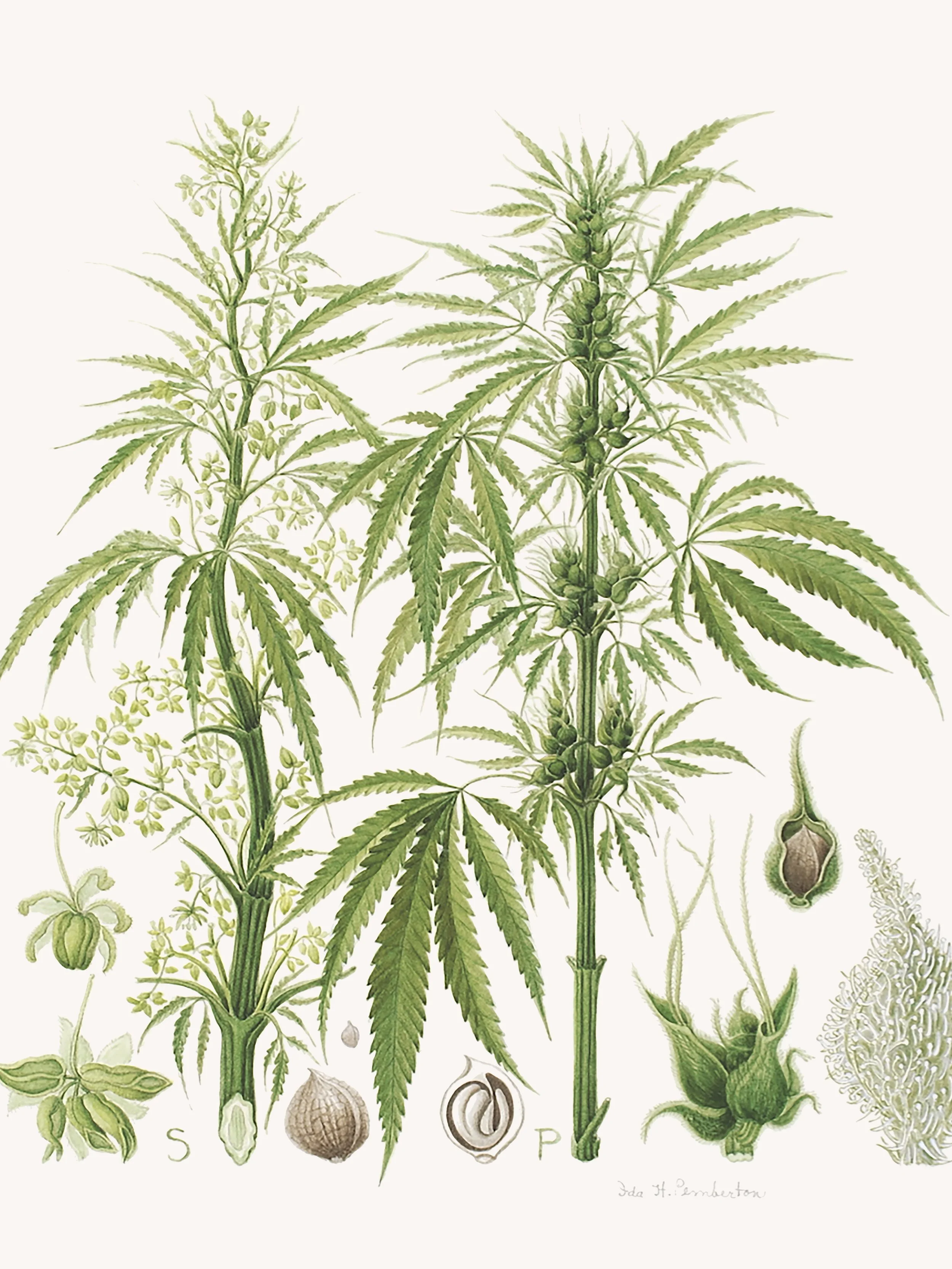 Cannabis Sativa