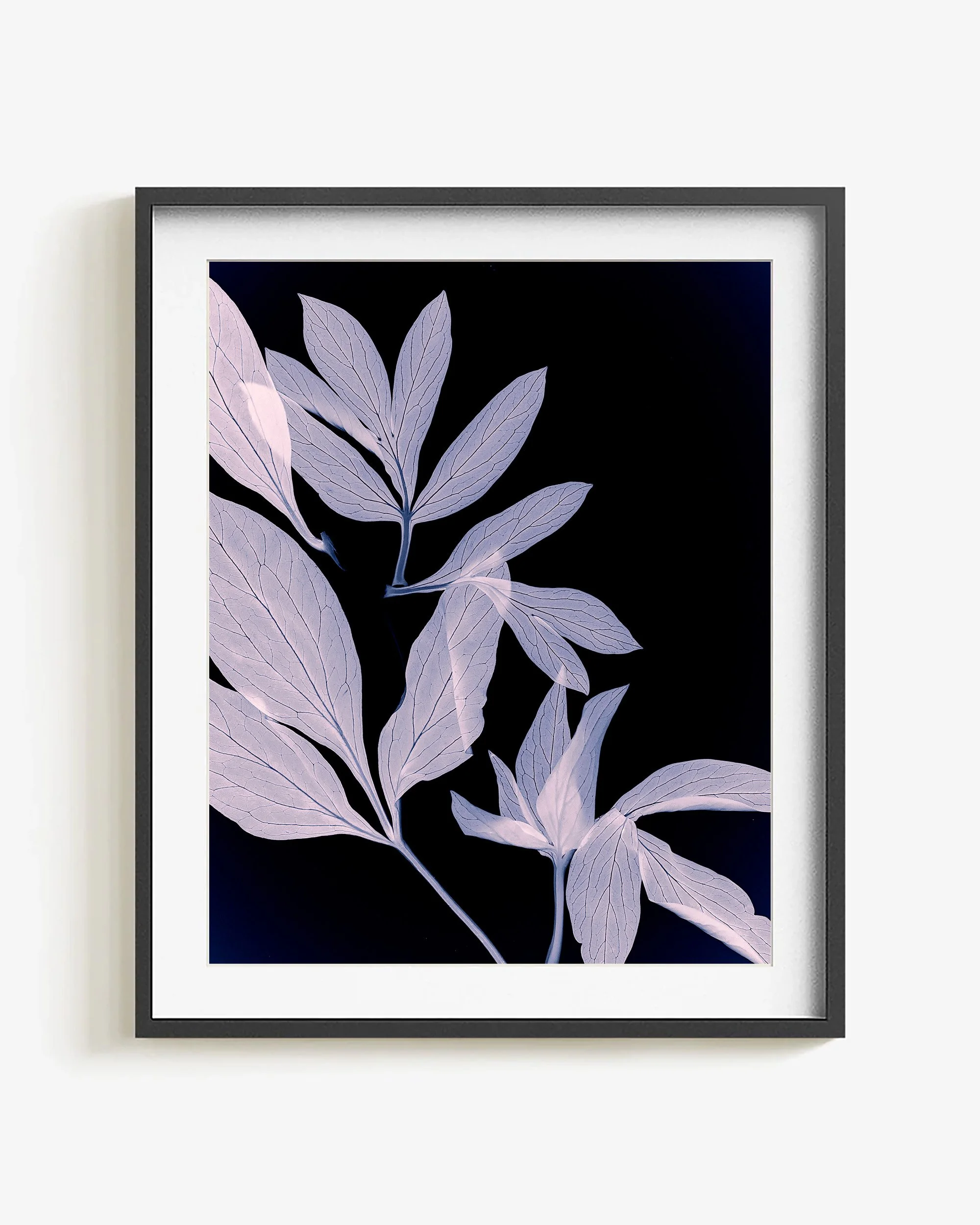 Negative I - Peony Leaves