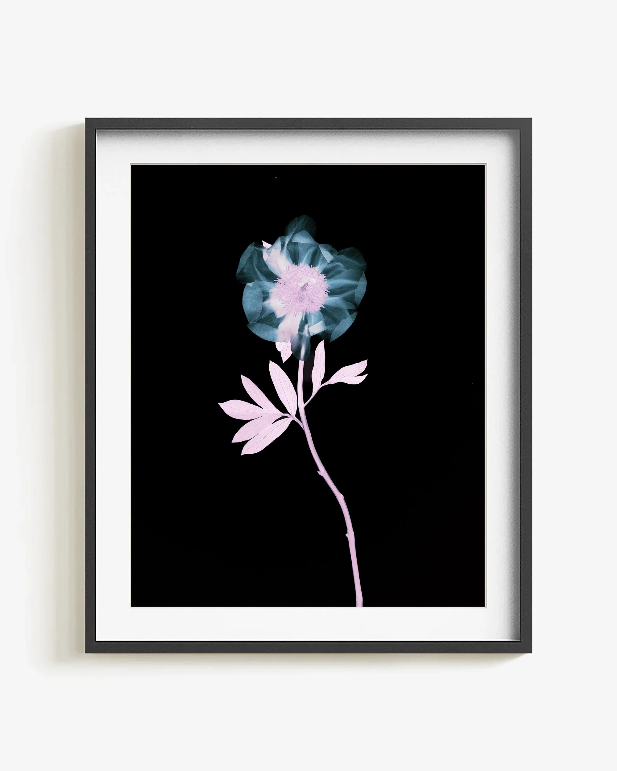 Negative III - Bloom