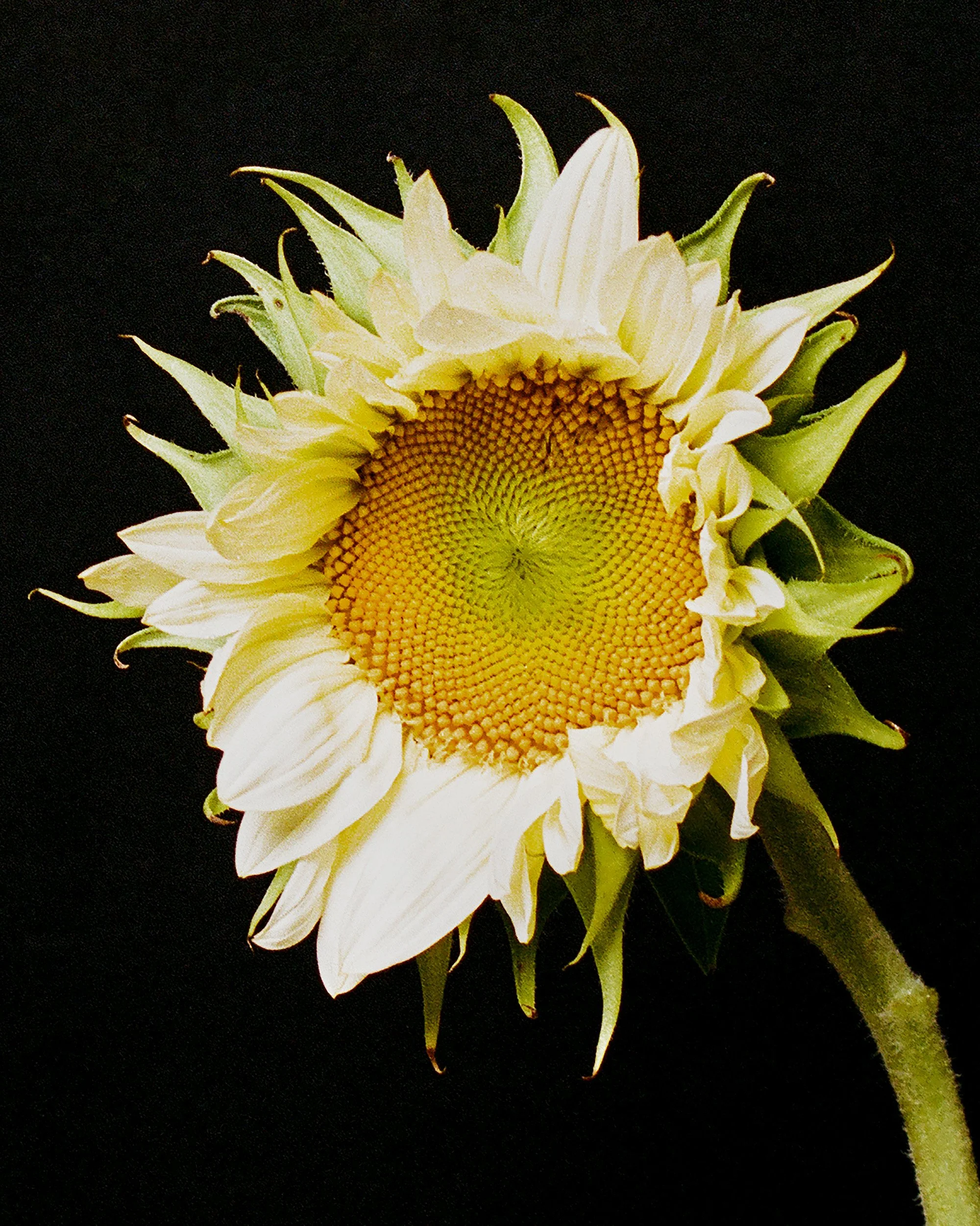 Mark Short_Sunflower IV.jpg