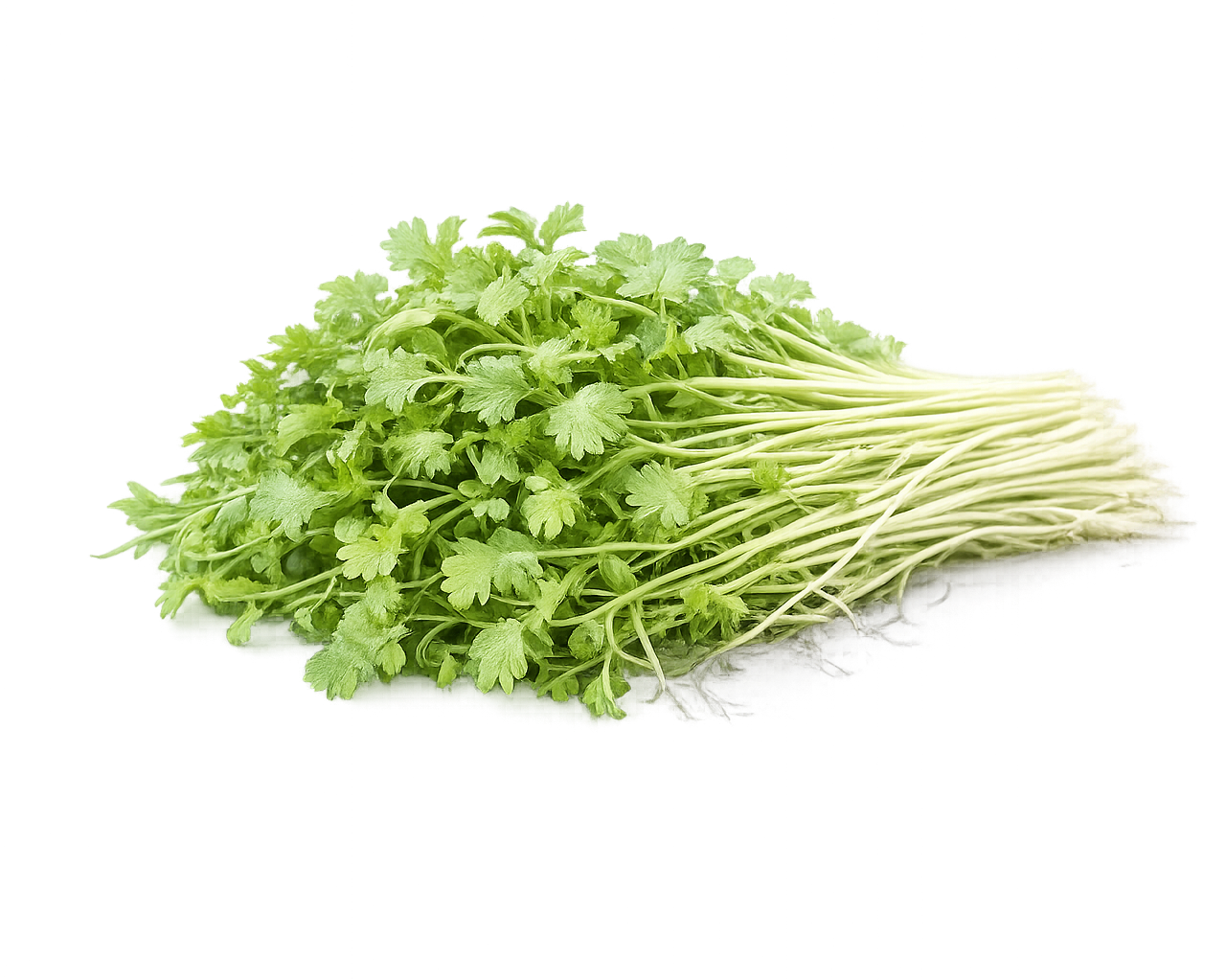 Cilantro (113g / 4oz)