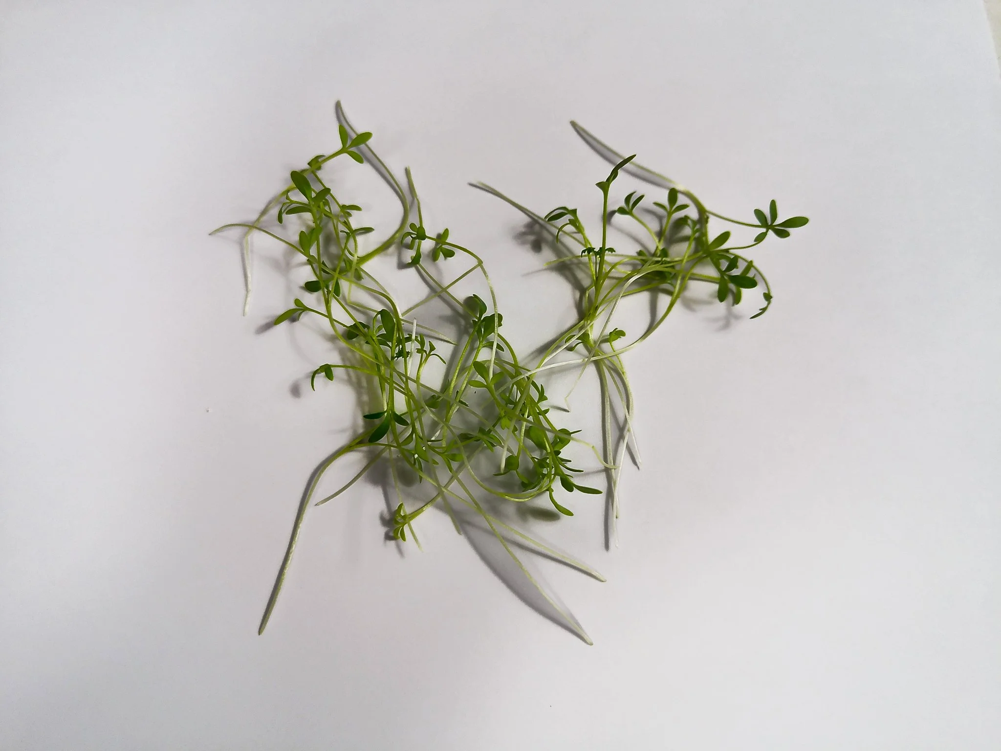 A small bunch of green microgreens with delicate leaves and thin stems on a white background.