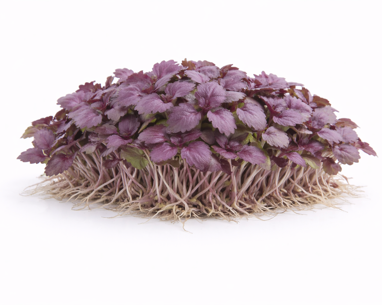 Shiso Purple/Green  (113g / 4oz)