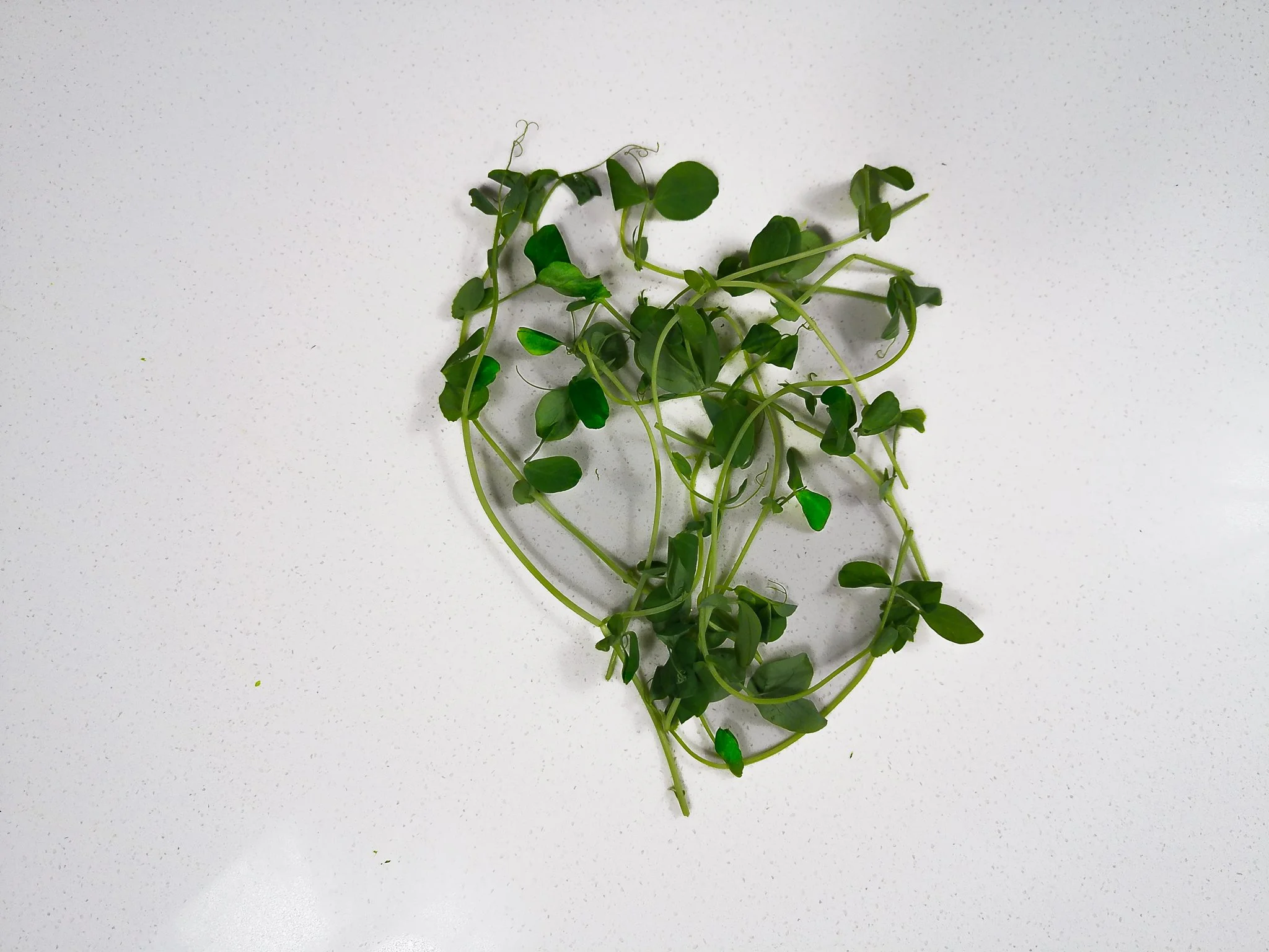 Fresh microgreen plant with small green leaves and thin stems on a white textured surface.