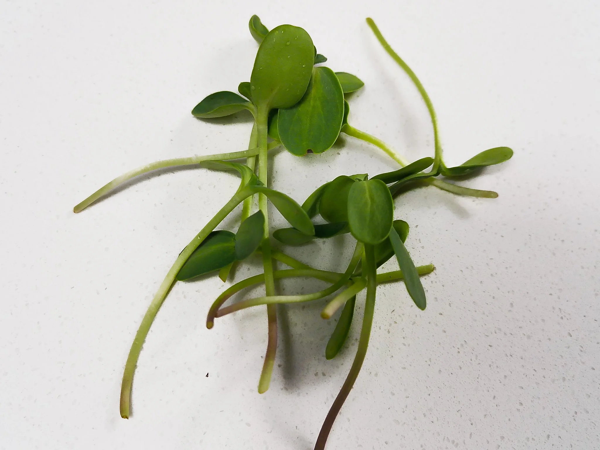 Green succulent plant with elongated stems and small oval leaves on a white surface.