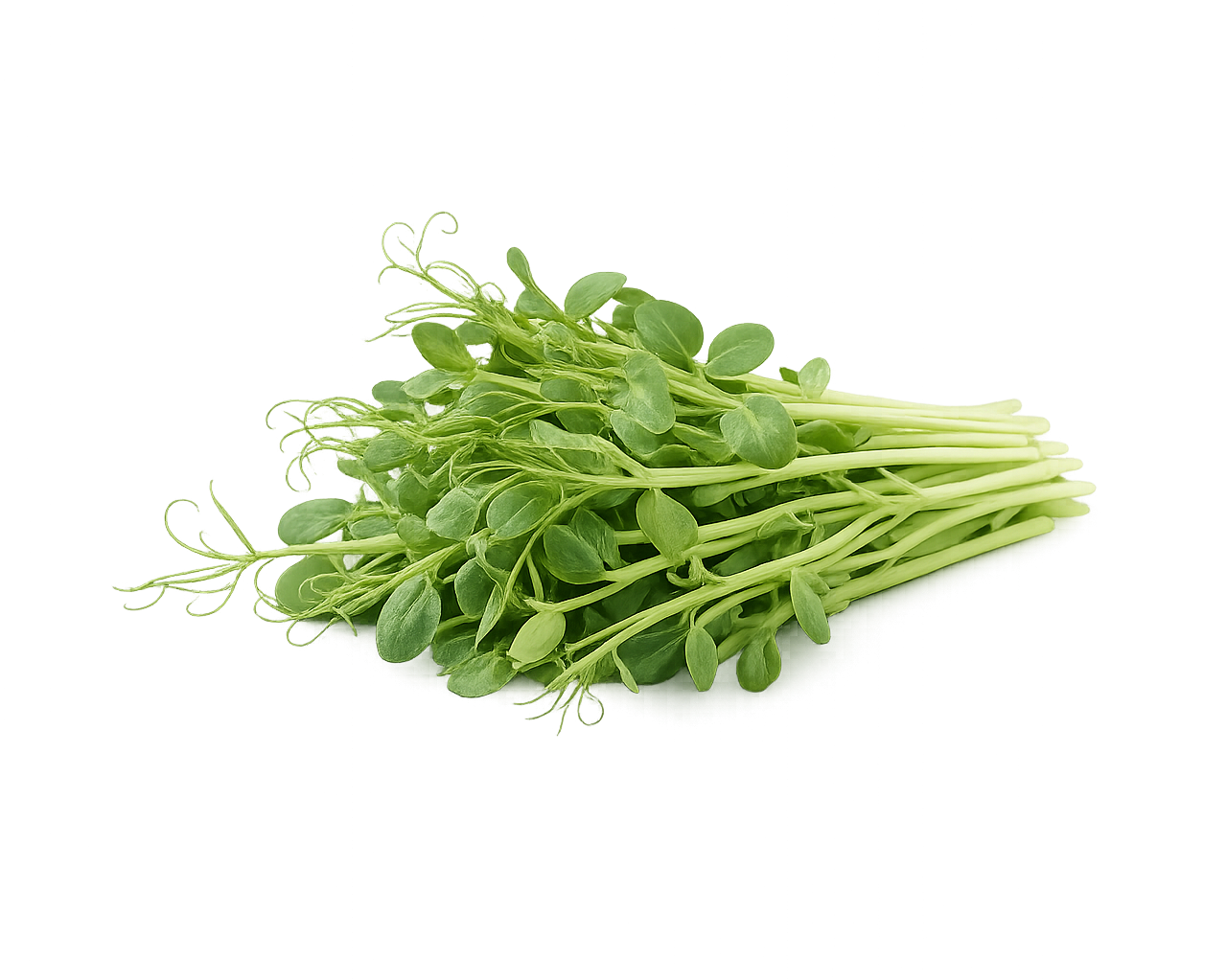 Pea Shoots