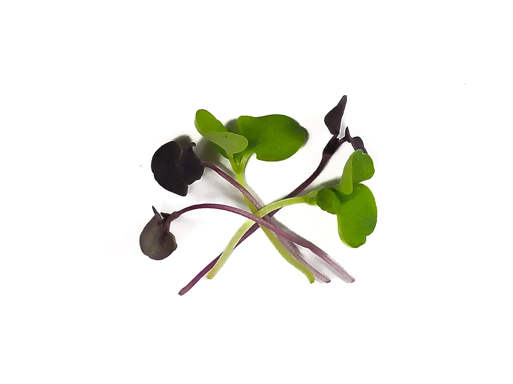 A small cluster of microgreens with green and dark purple leaves on white background.