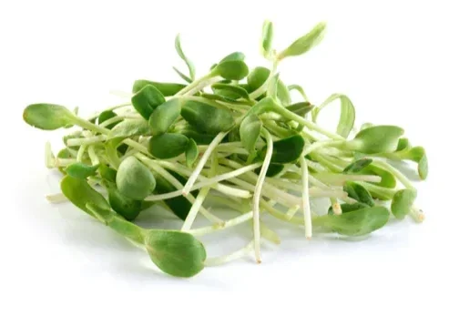sunflower-microgreens.webp