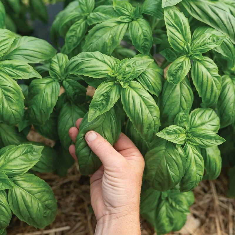 genoveese basil.jpg