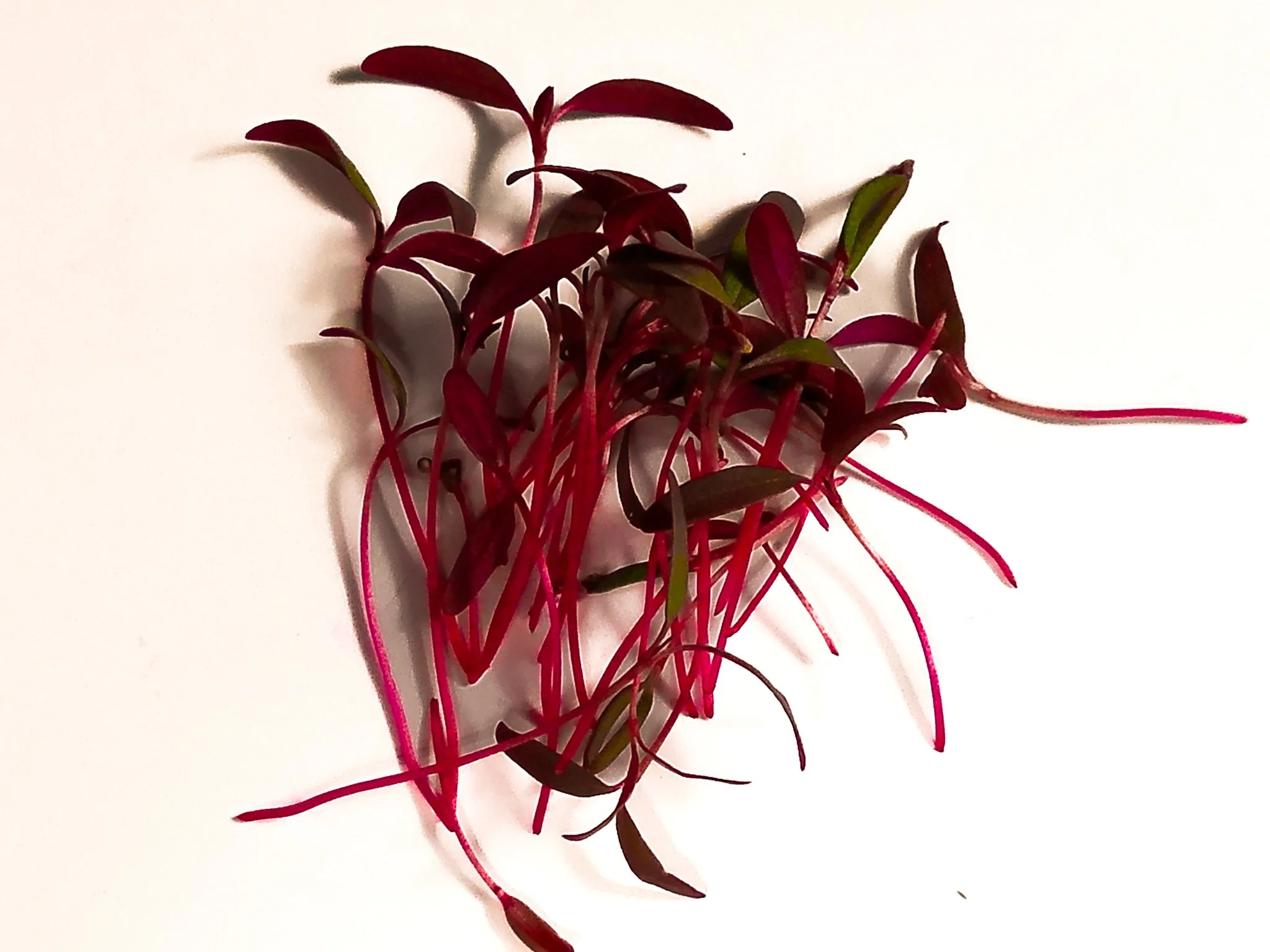 A handful of thin, long red and dark green leaves and stems, laid out on a white surface.