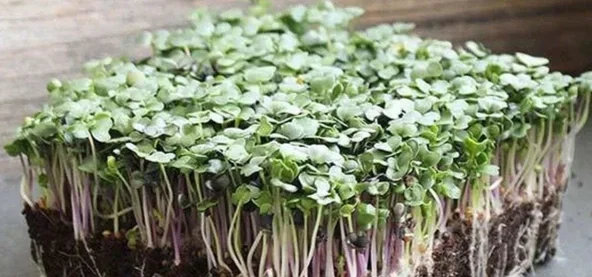 spicy-salad-mix.webp (Copy)