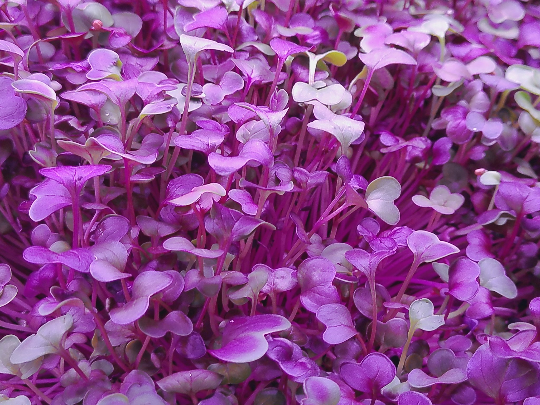 Close-up view of a dense cluster of small purple and white flowers with slender stems.