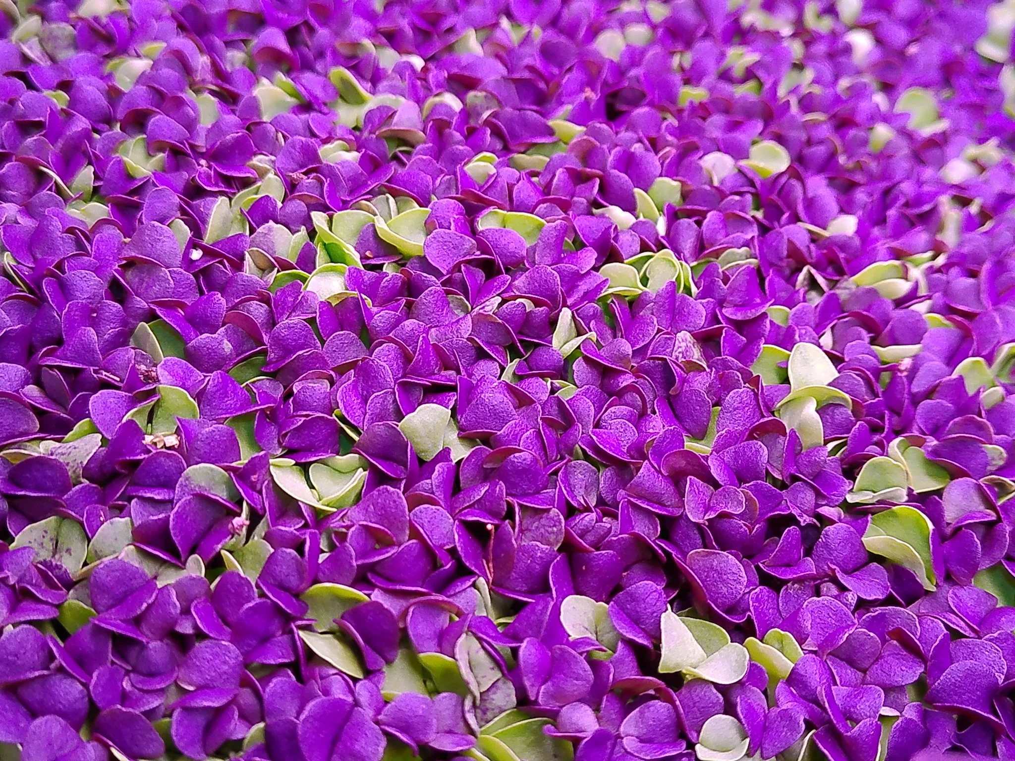 Basil Mix (113g / 4oz)