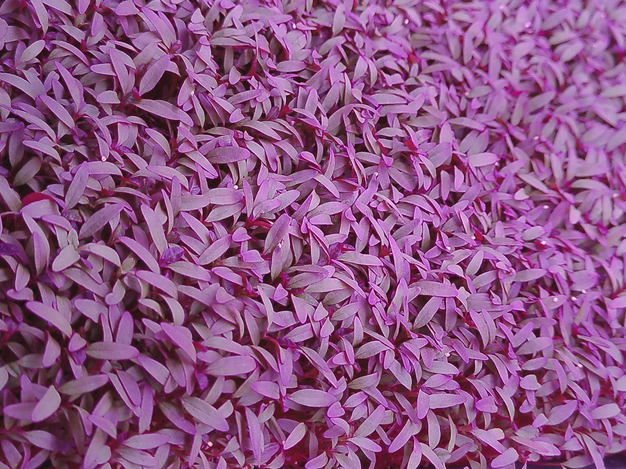 Close-up view of a dense cluster of small, purple leaves.