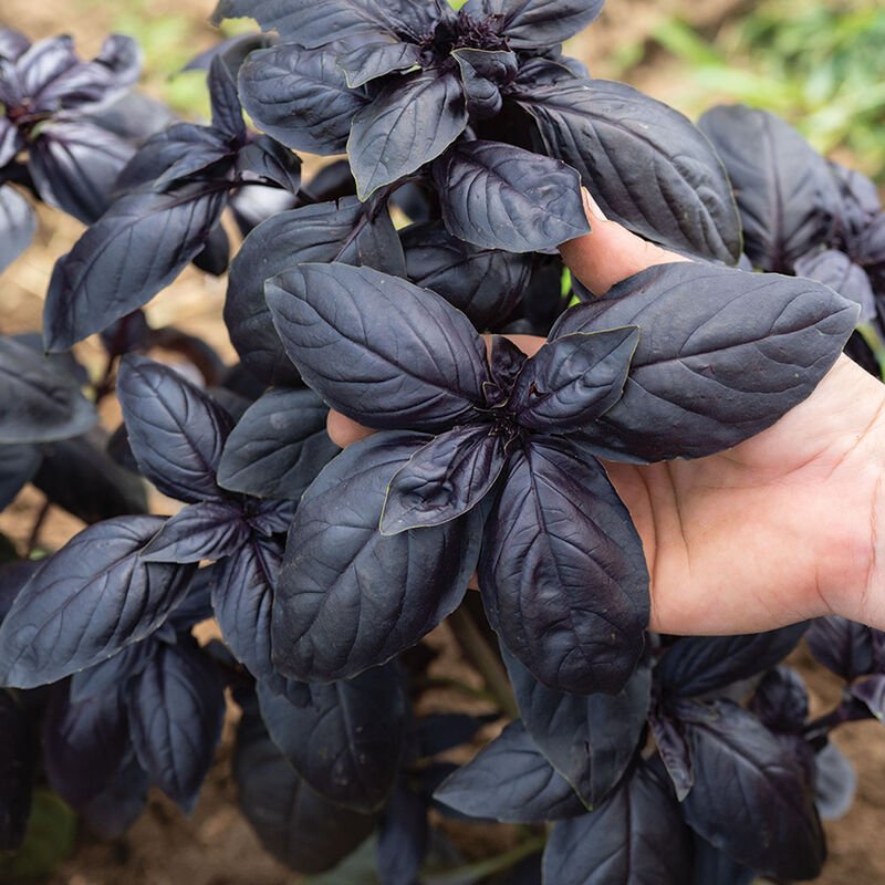 purple basil.jpg