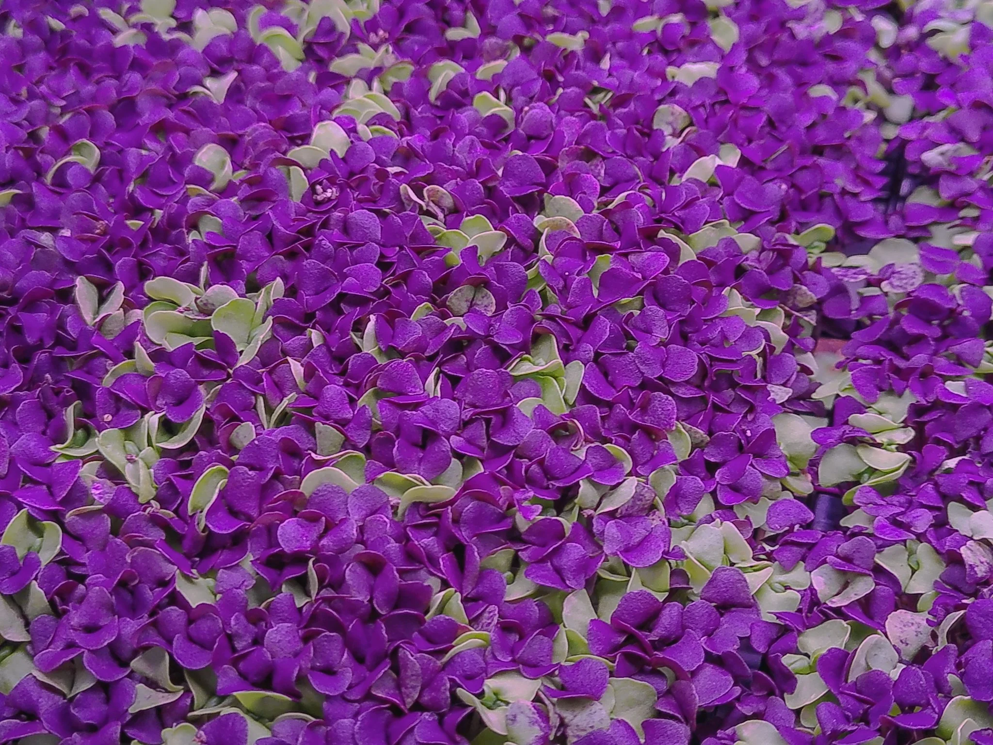 Close-up of numerous purple hydrangea flowers with some green leaves.