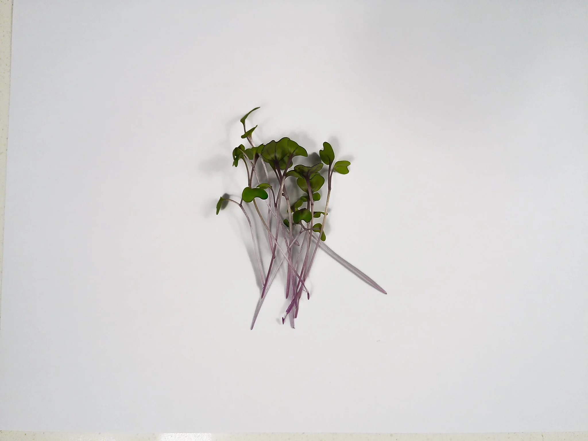 Small bunch of green and purple microgreens on white background.