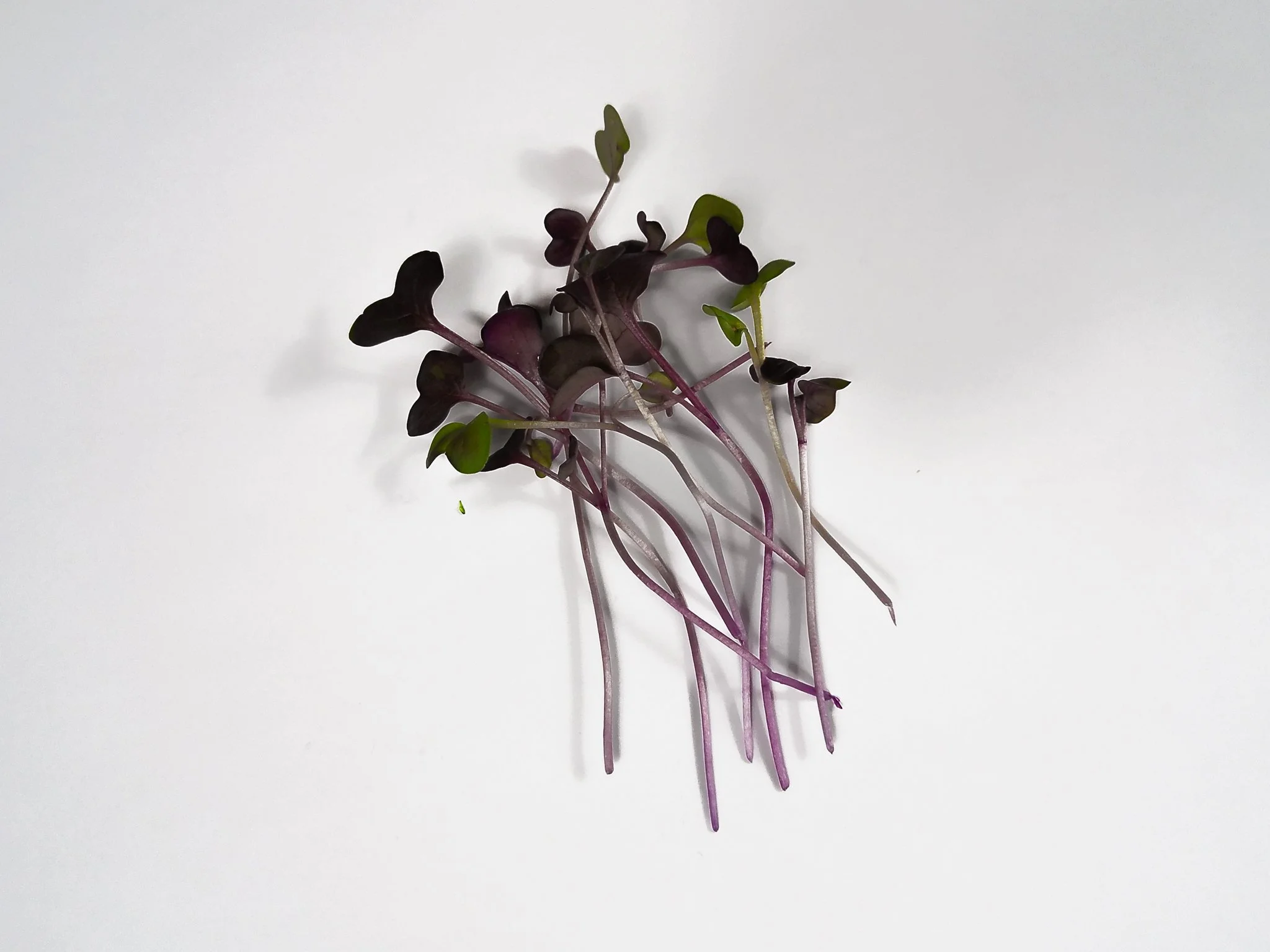 Fresh microgreens with dark purple and green leaves on white background.